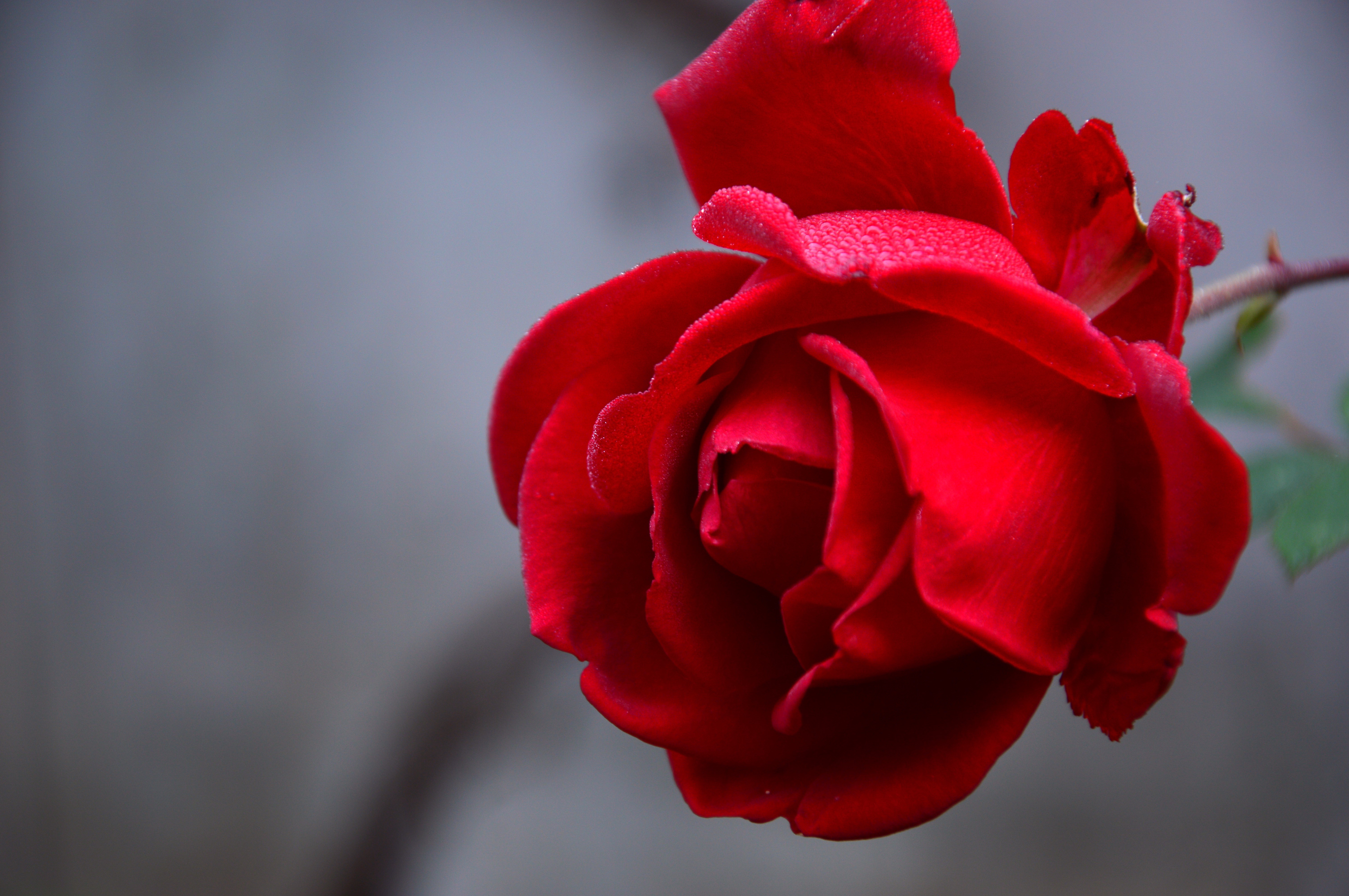 Red Rose with Dew Drops HD Wallpaper