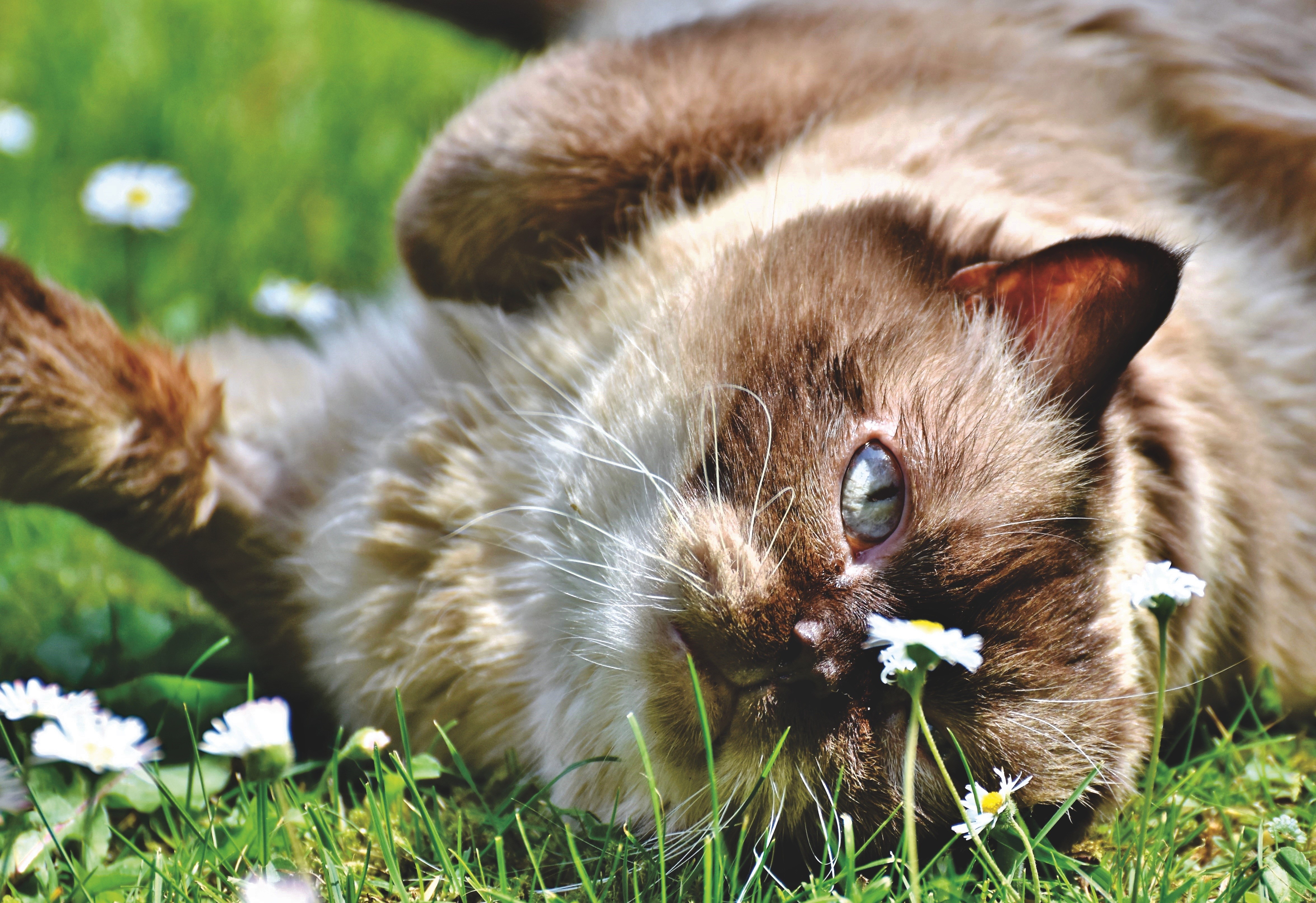 Siamese cat lying in grass with daisies HD Wallpaper