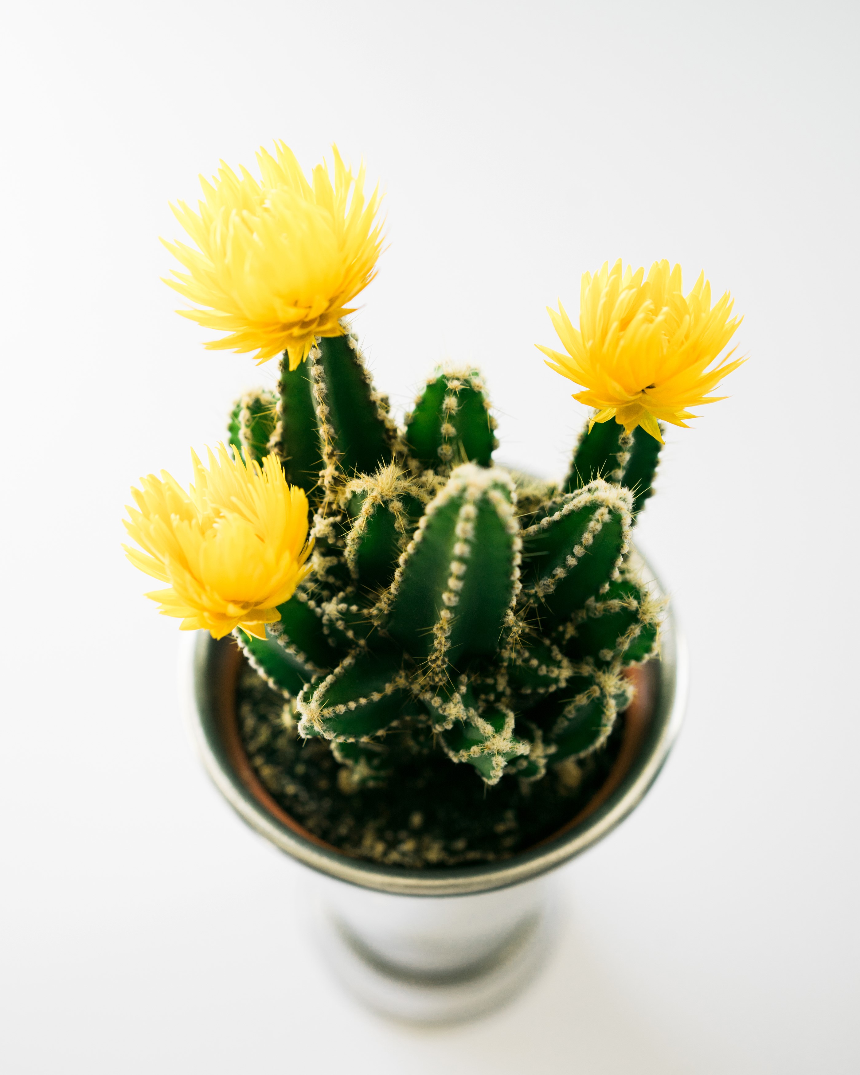 Cactus with yellow flowers in a pot HD Phone Wallpaper