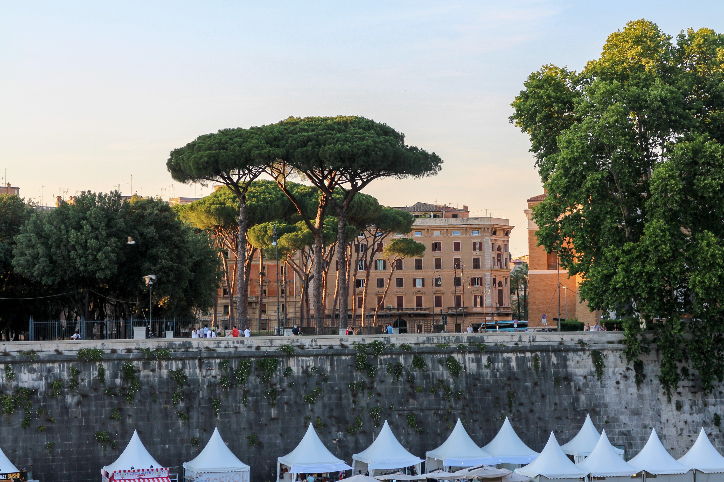 Pine trees and buildings along the Tiber River in Rome HD Wallpaper