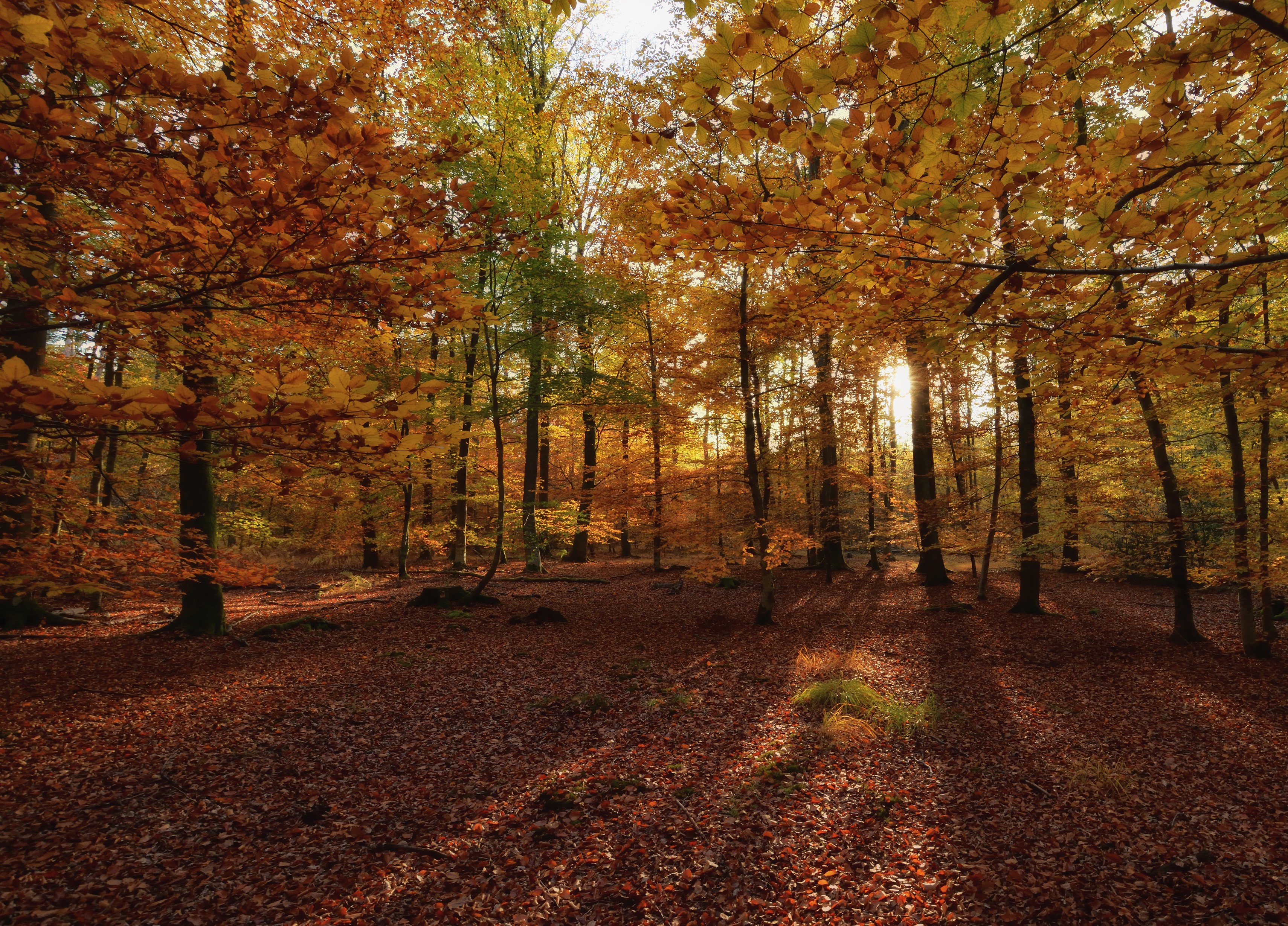 Autumn forest with fallen leaves and sunlight HD Wallpaper