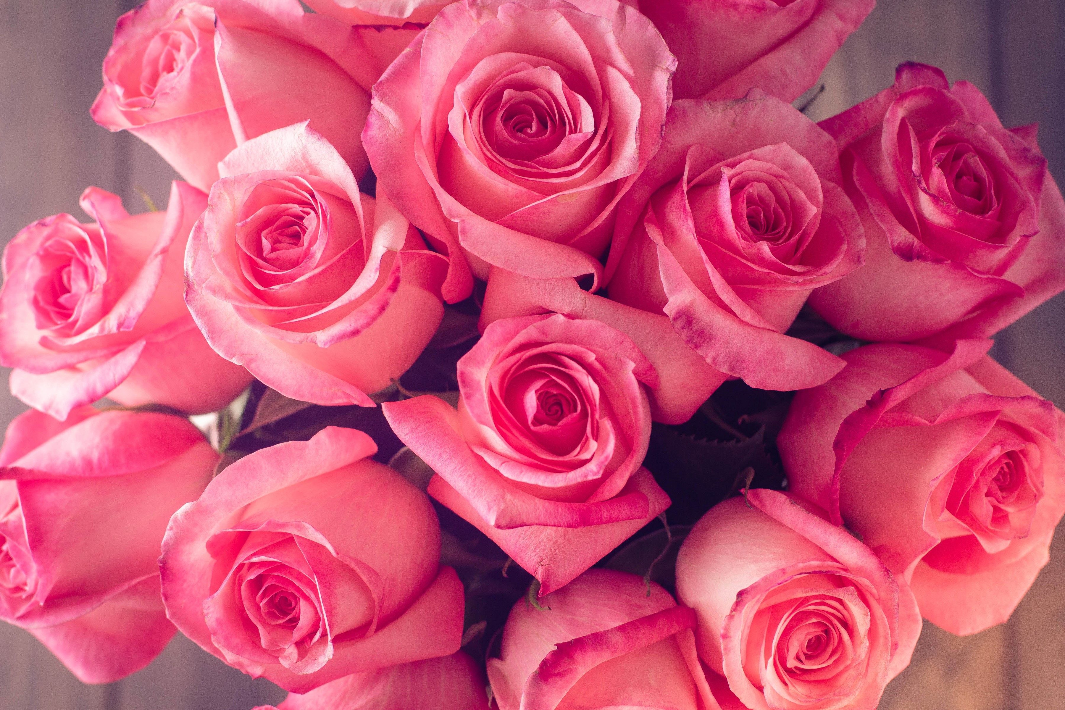 Close-up of a bouquet of pink roses HD Wallpaper
