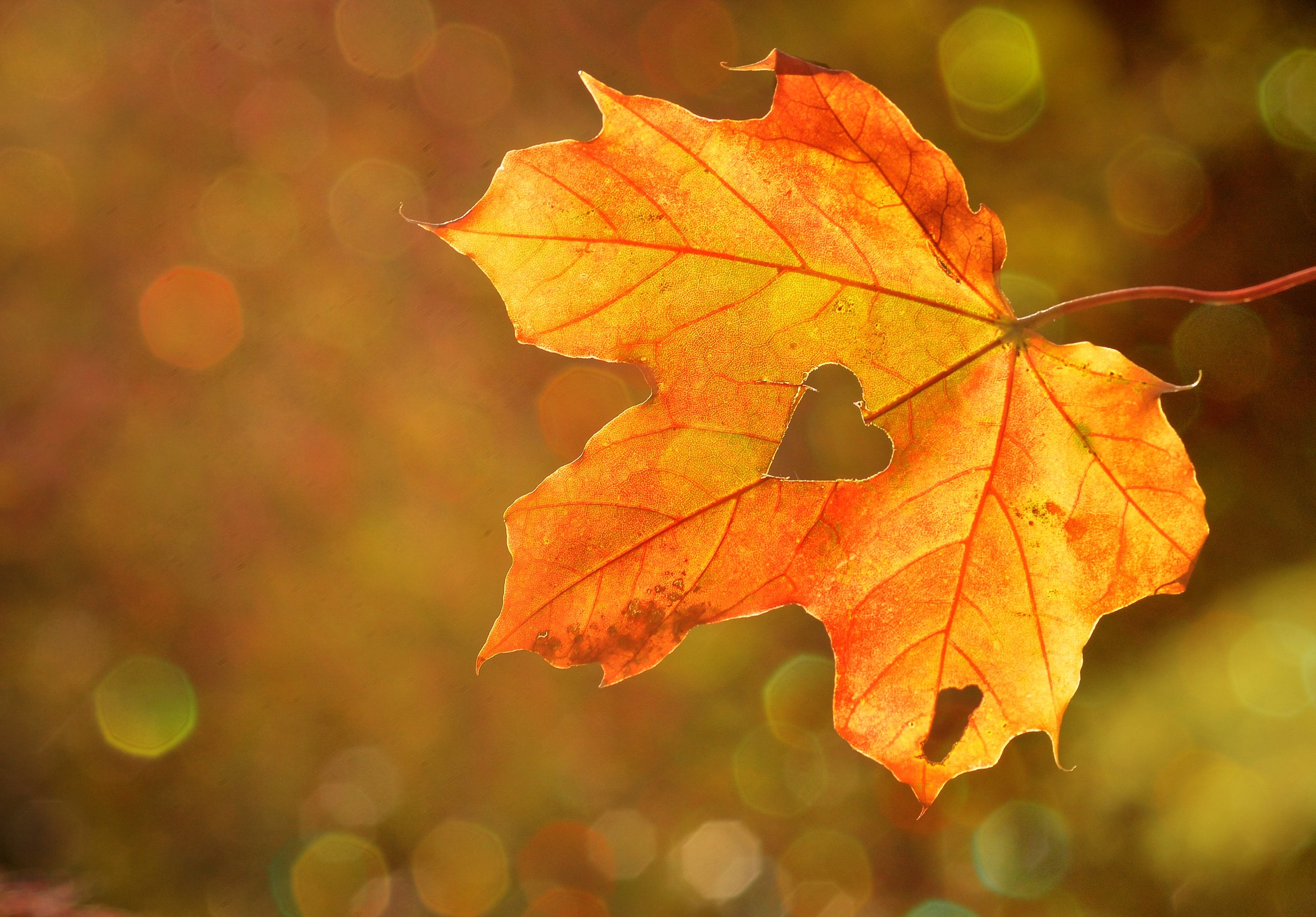 Maple leaf with a heart-shaped hole in autumn HD Wallpaper