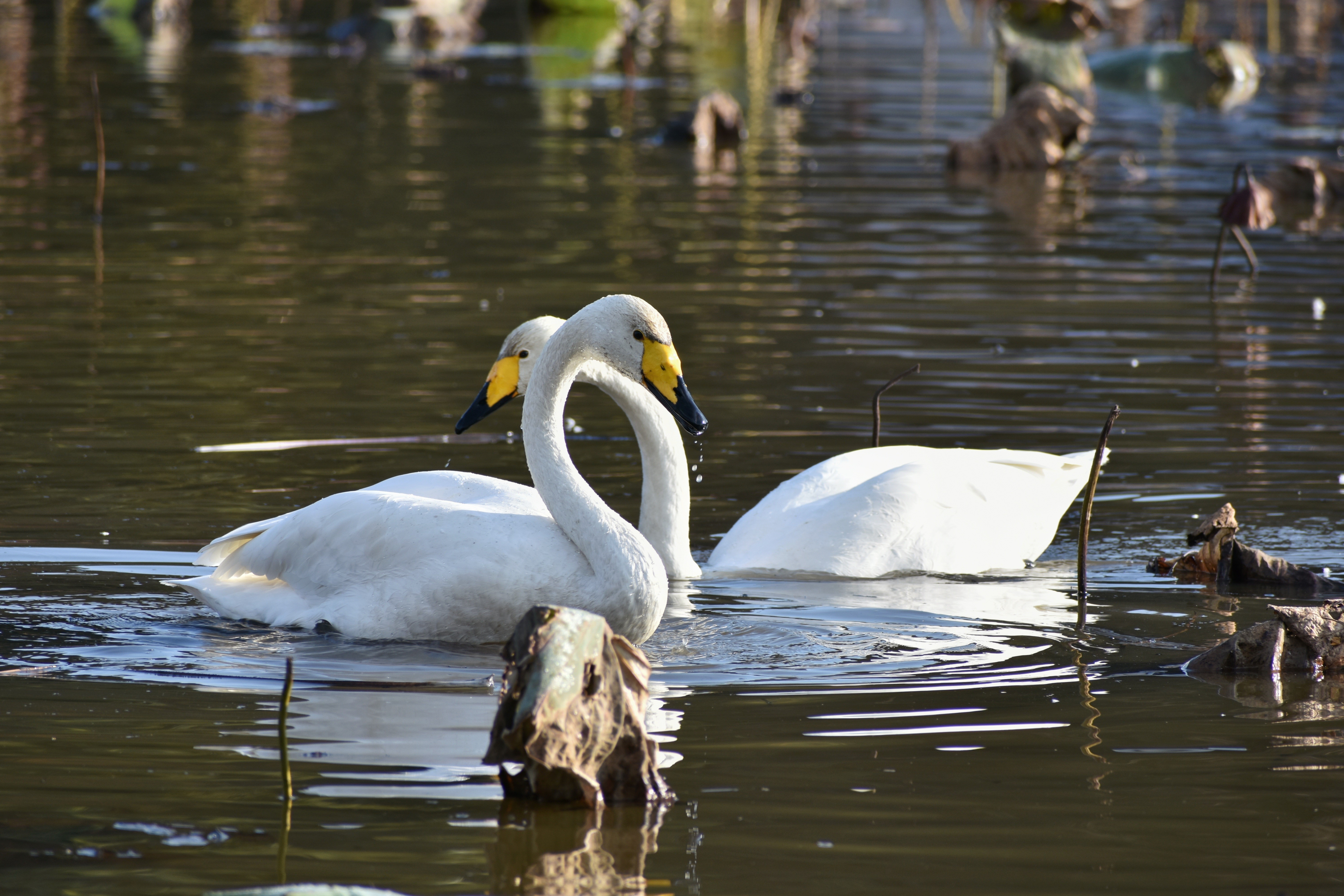 Two swans swimming in a lake HD Wallpaper
