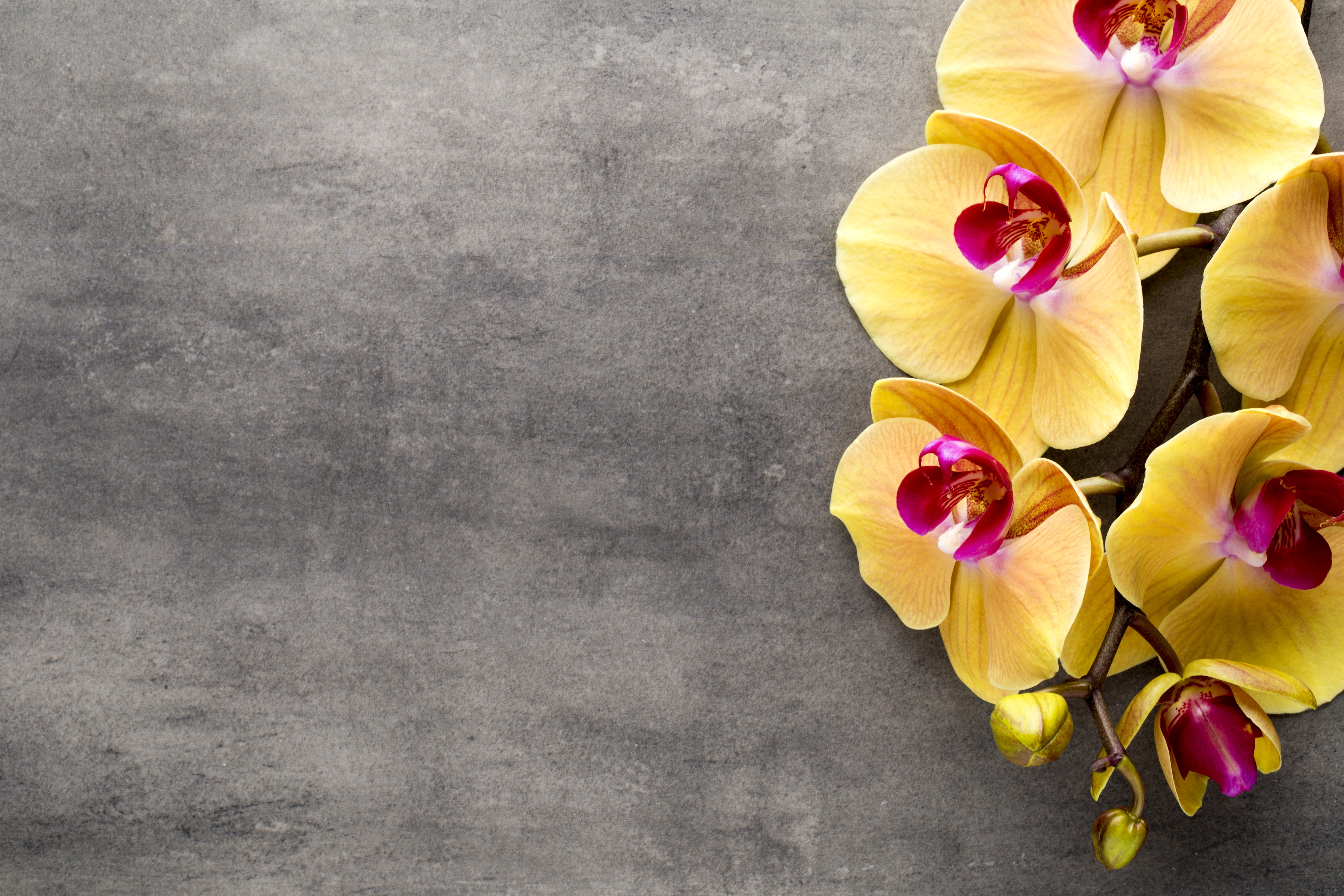 Yellow Orchids on a Gray Background HD Wallpaper