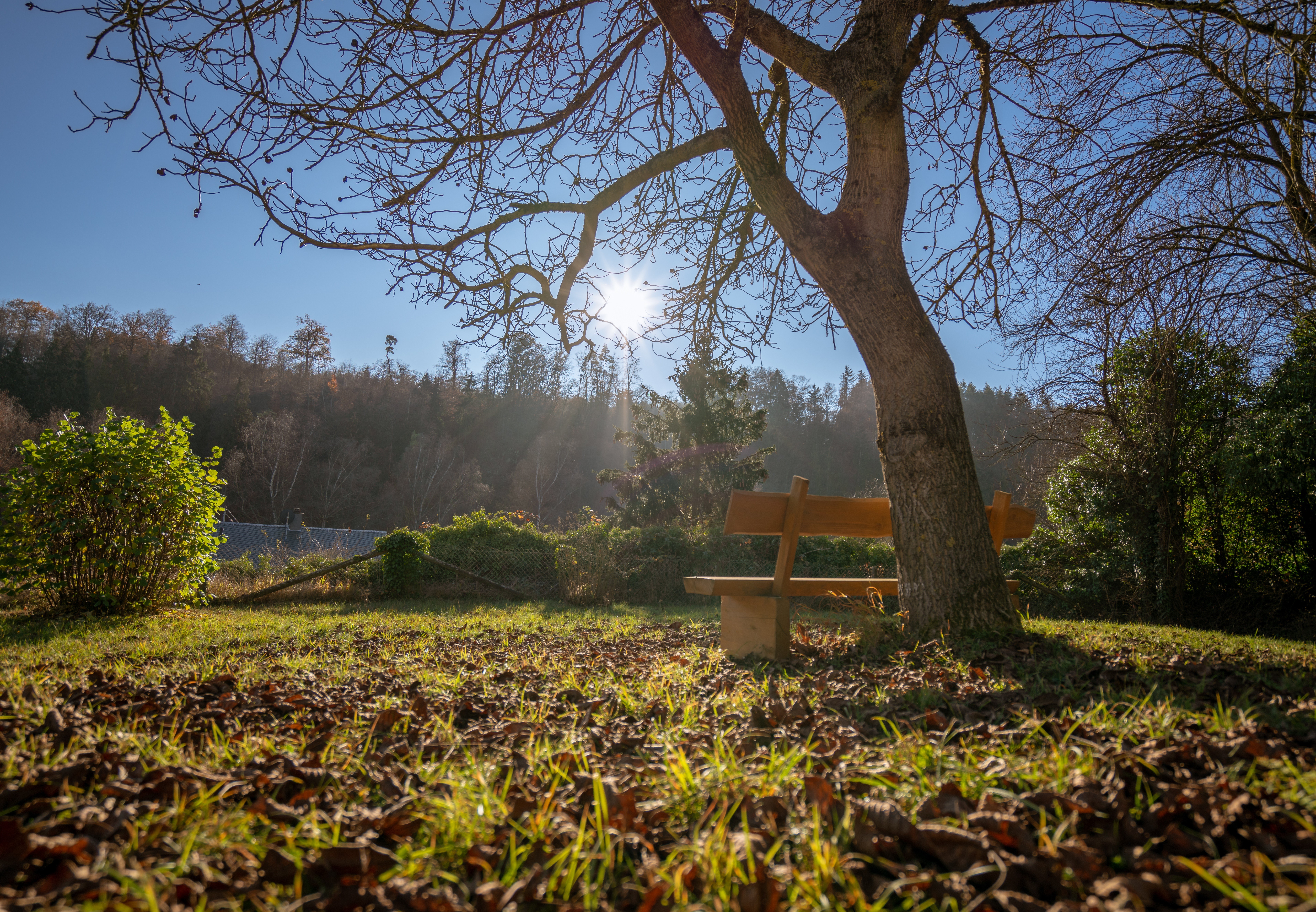 Autumn scene with a bench under a tree HD Wallpaper