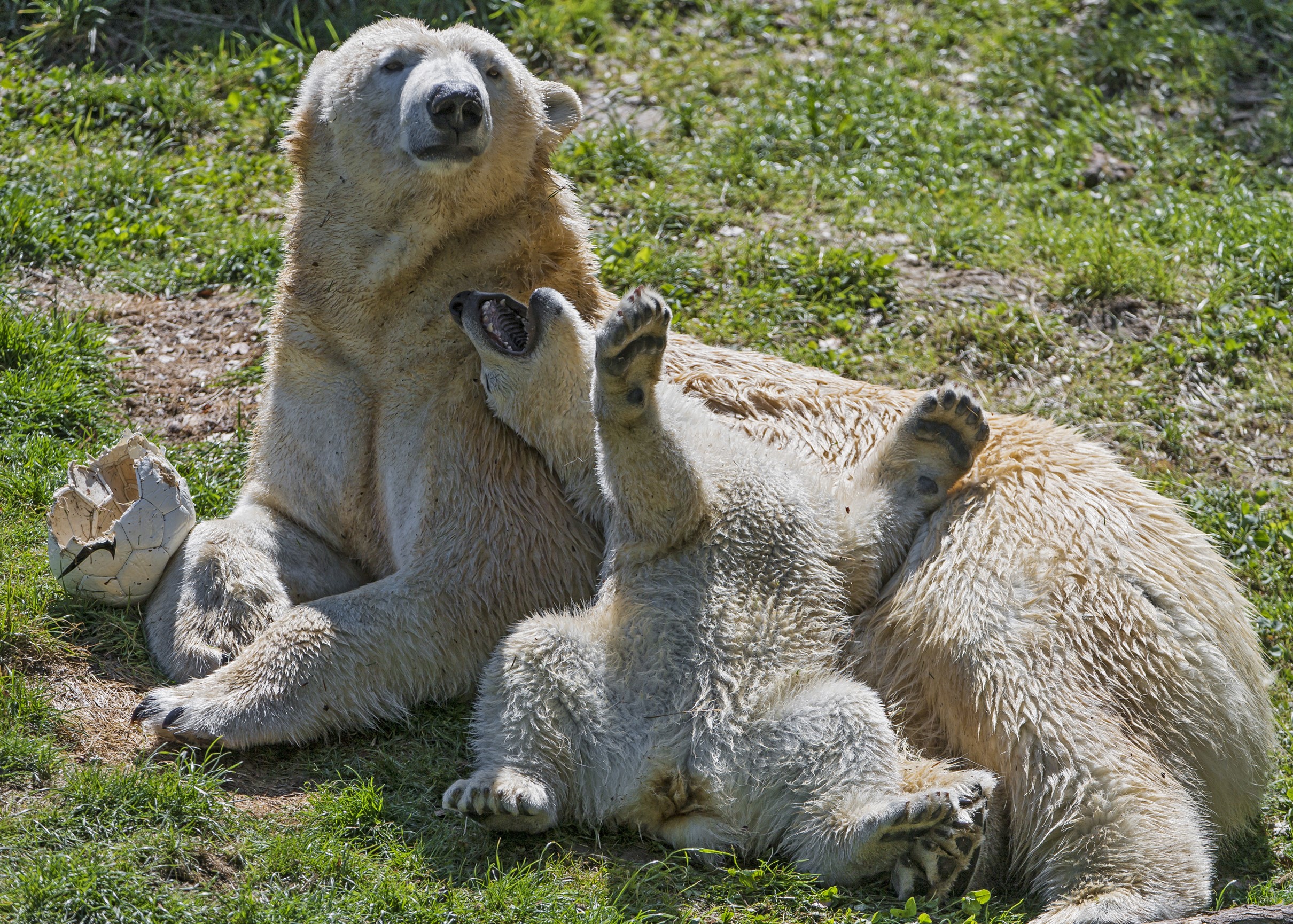 Two polar bears, one adult and one cub, resting on grass HD Wallpaper