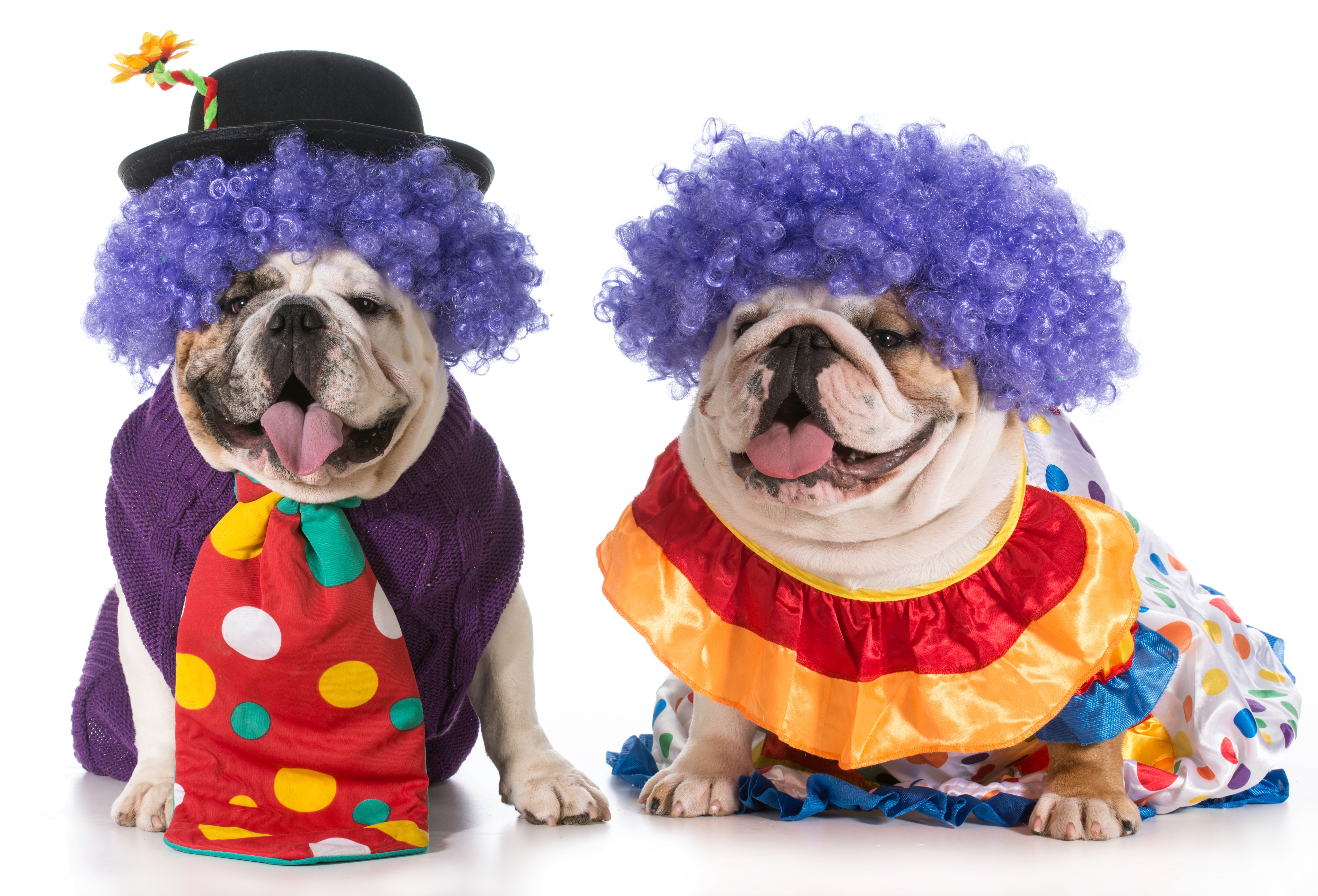 Two Bulldogs dressed as clowns on a white background HD Wallpaper
