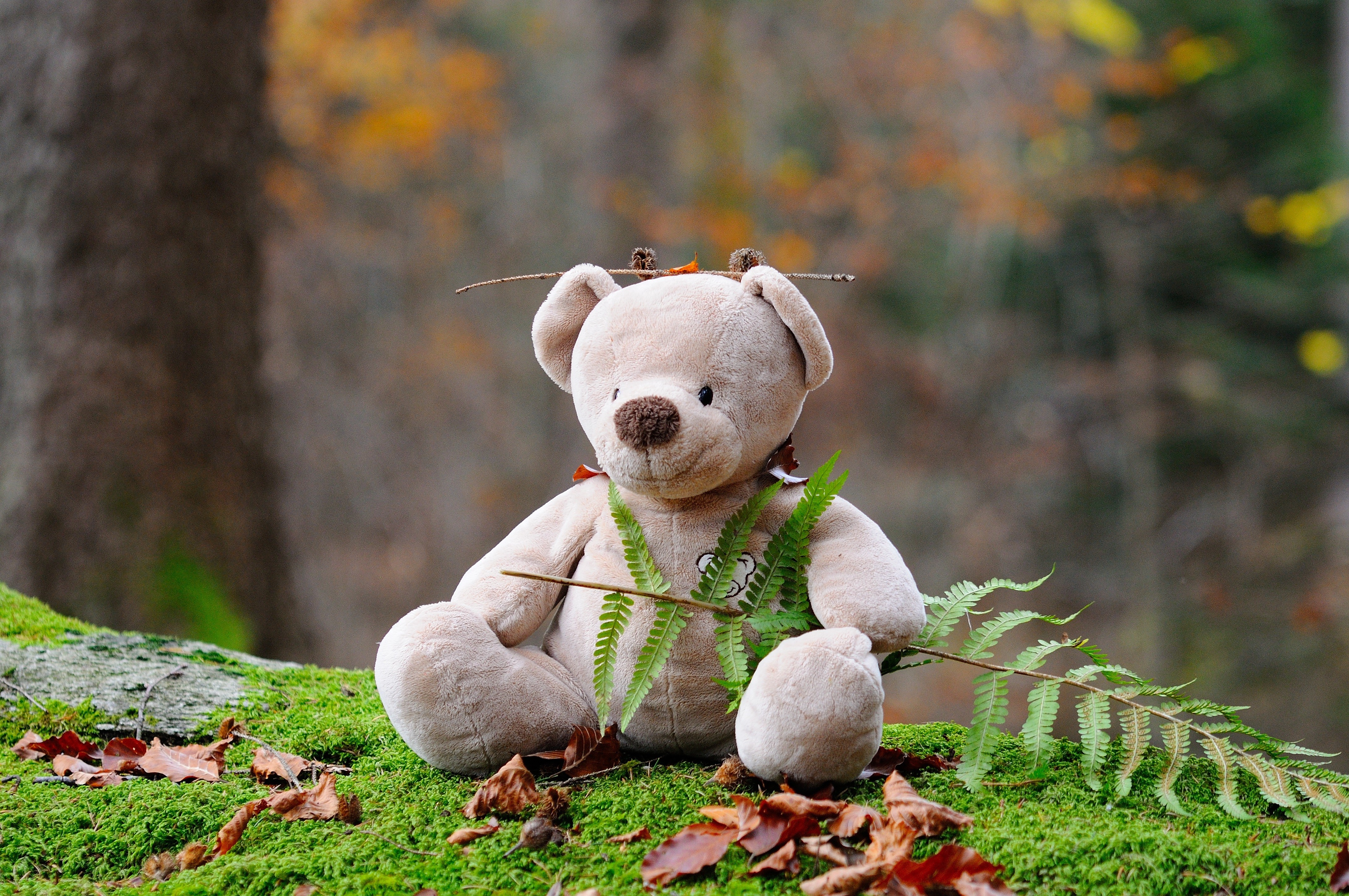 Teddy bear sitting on moss in forest HD Wallpaper