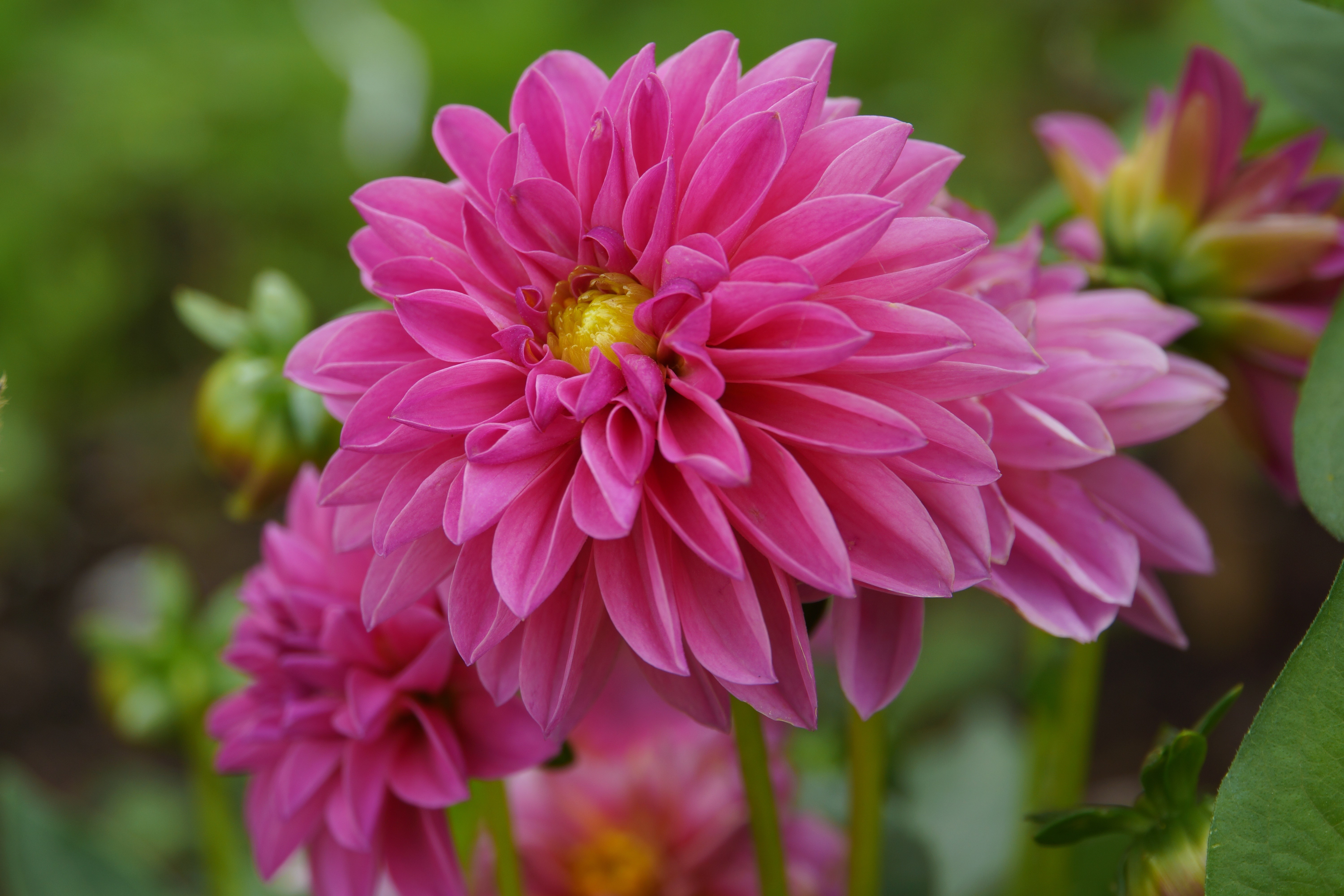 Pink Dahlias in Close-up HD Wallpaper