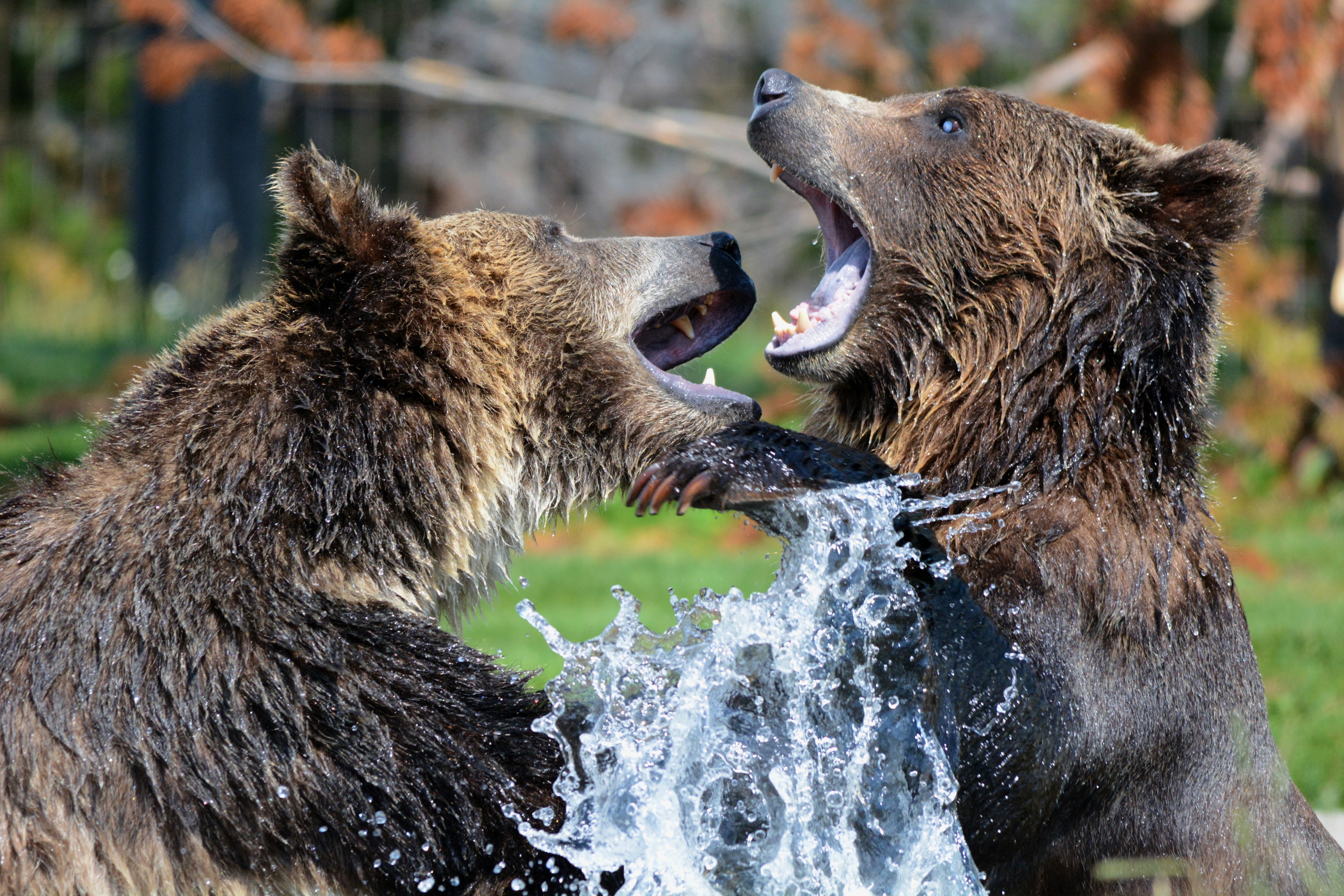 Two brown bears fighting in water HD Wallpaper