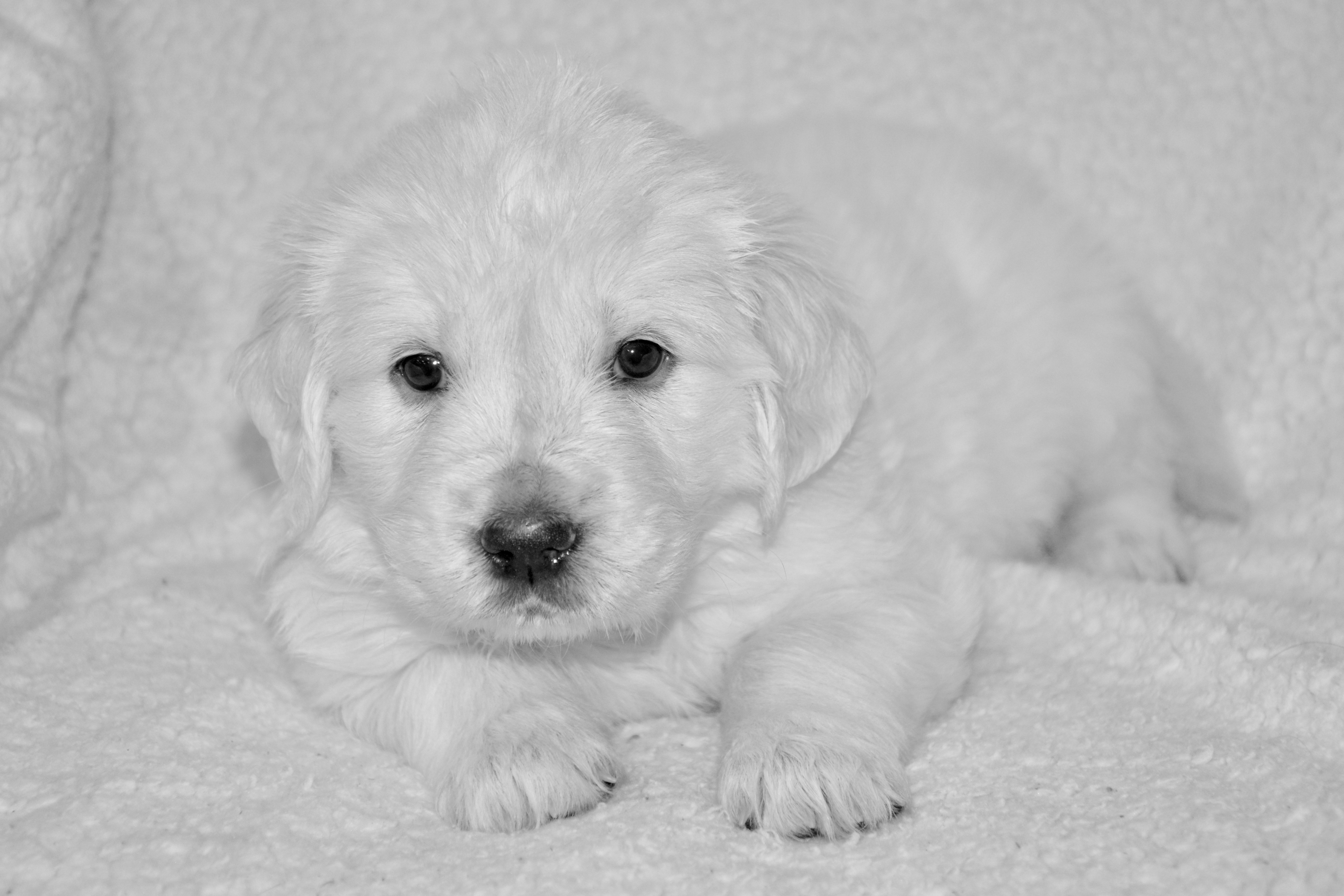 White Golden Retriever Puppy HD Wallpaper