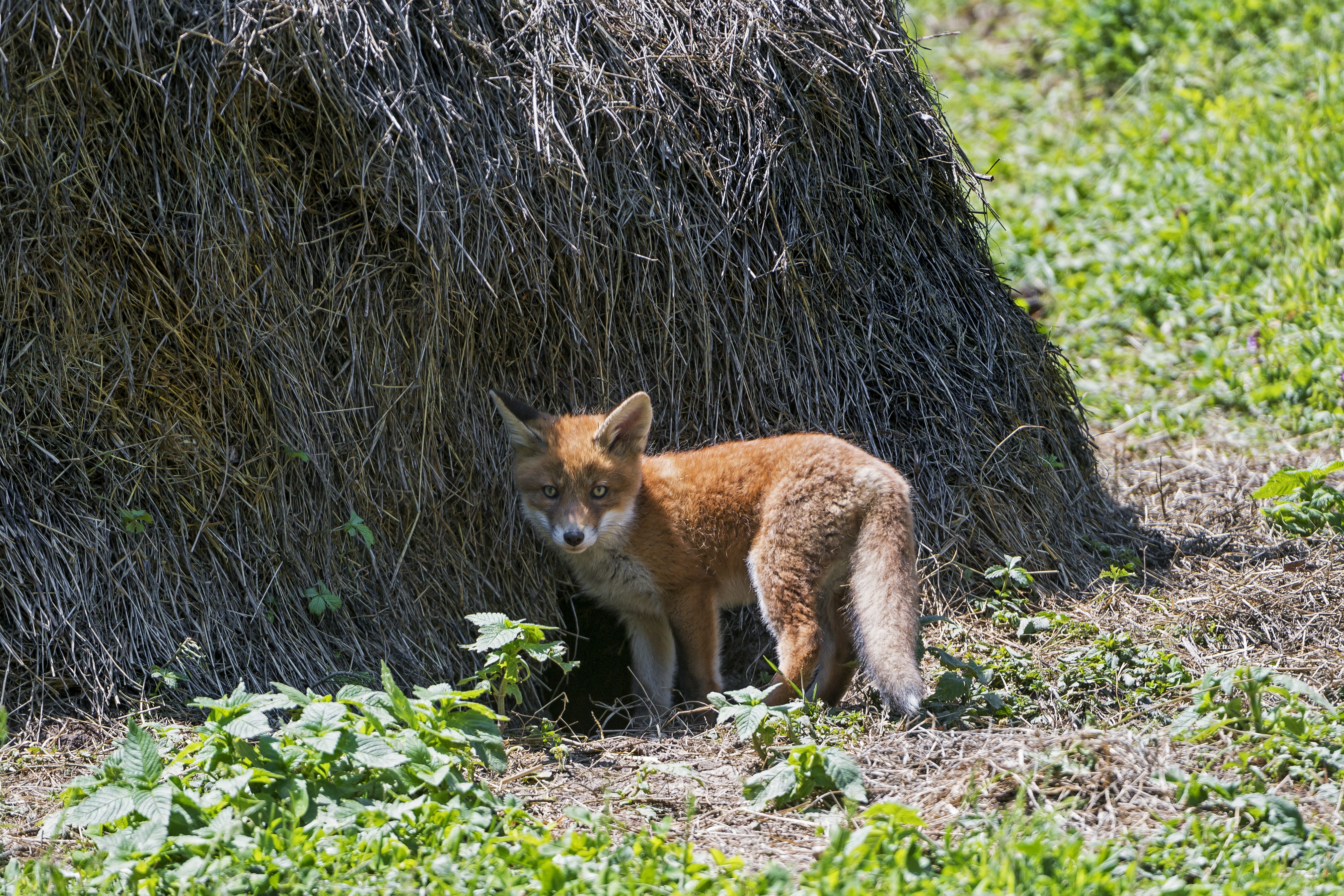Fox cub near a haystack HD Wallpaper