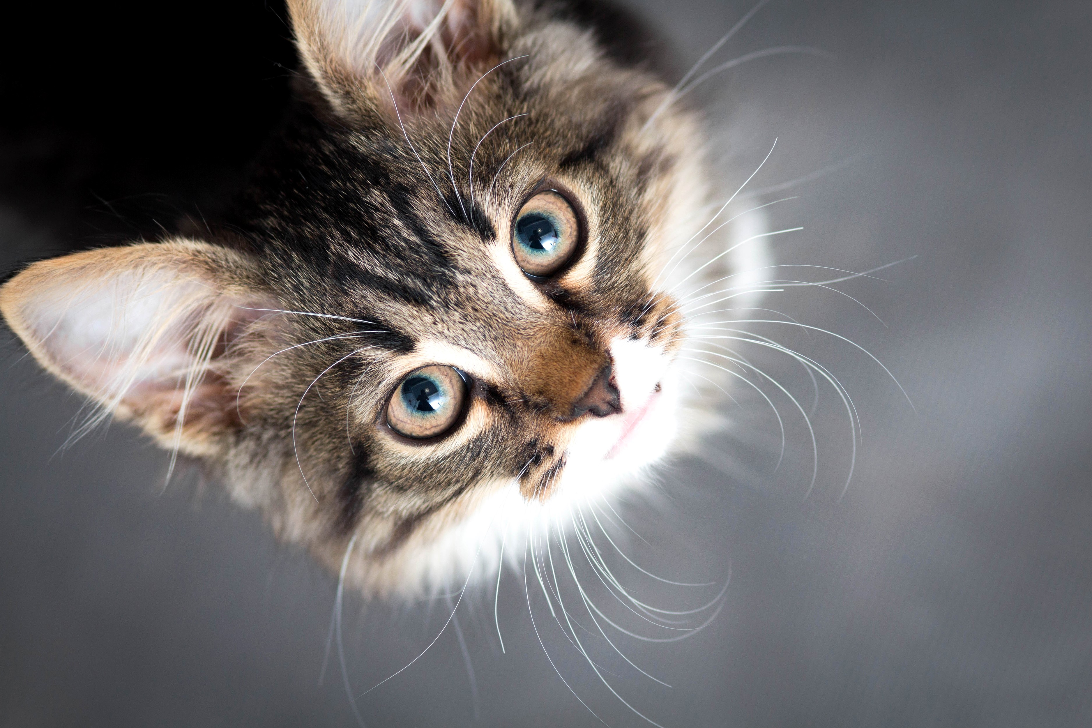 Close-up of a tabby kitten's face looking up HD Wallpaper