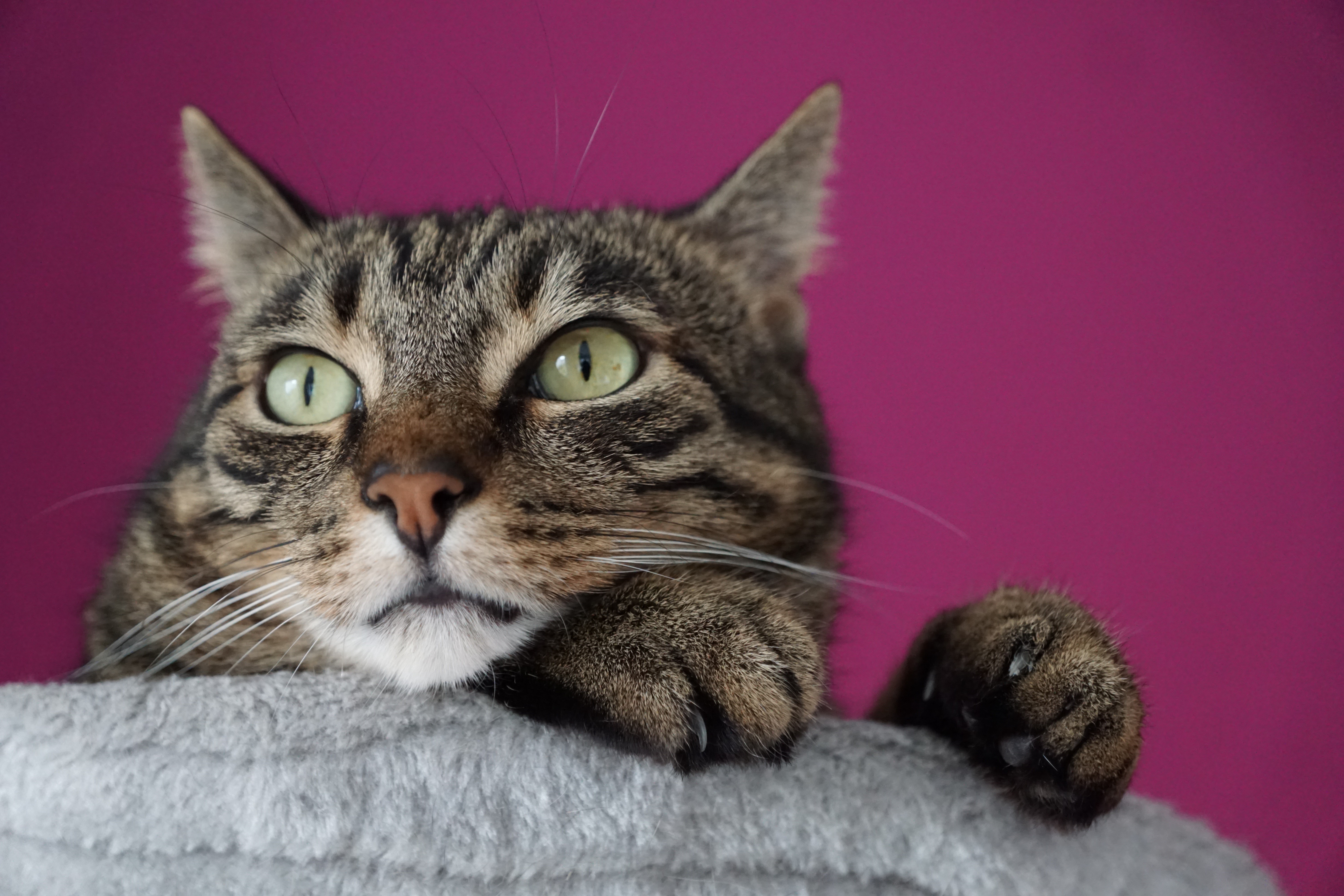 Tabby cat with green eyes on a pink background HD Wallpaper