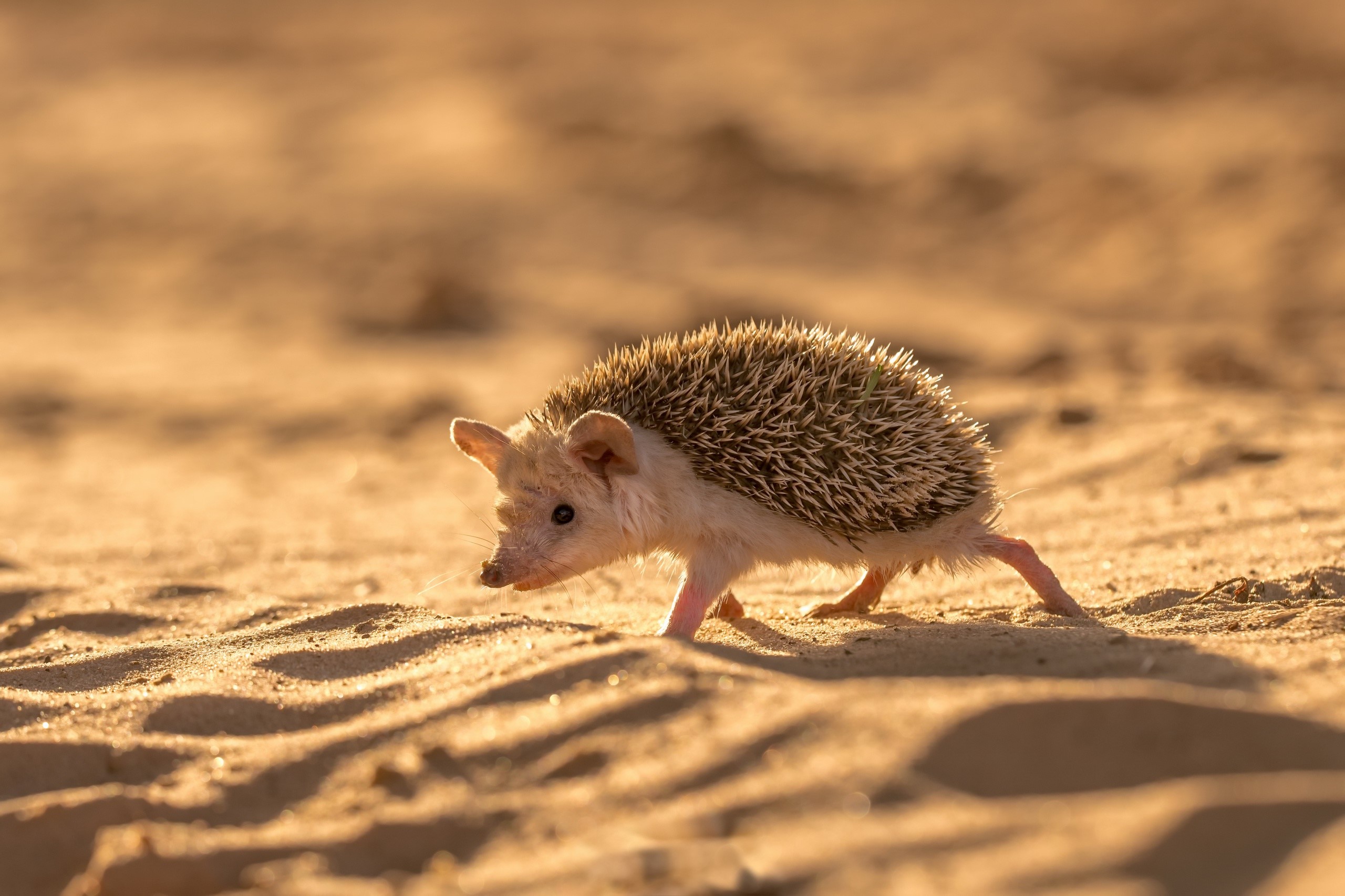 Desert hedgehog walking on sand dunes HD Wallpaper