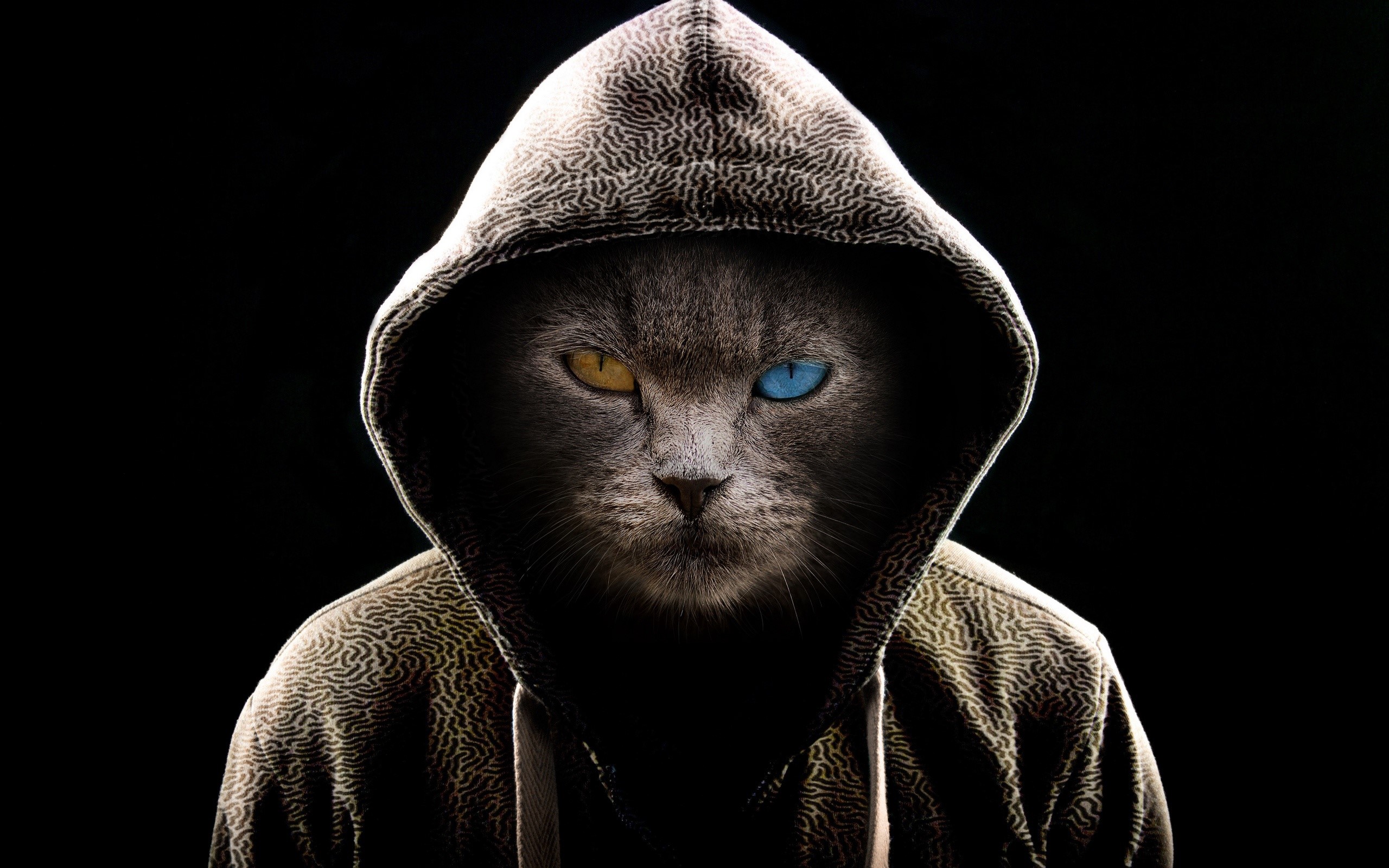Cat in a Hood with Heterochromia HD Wallpaper