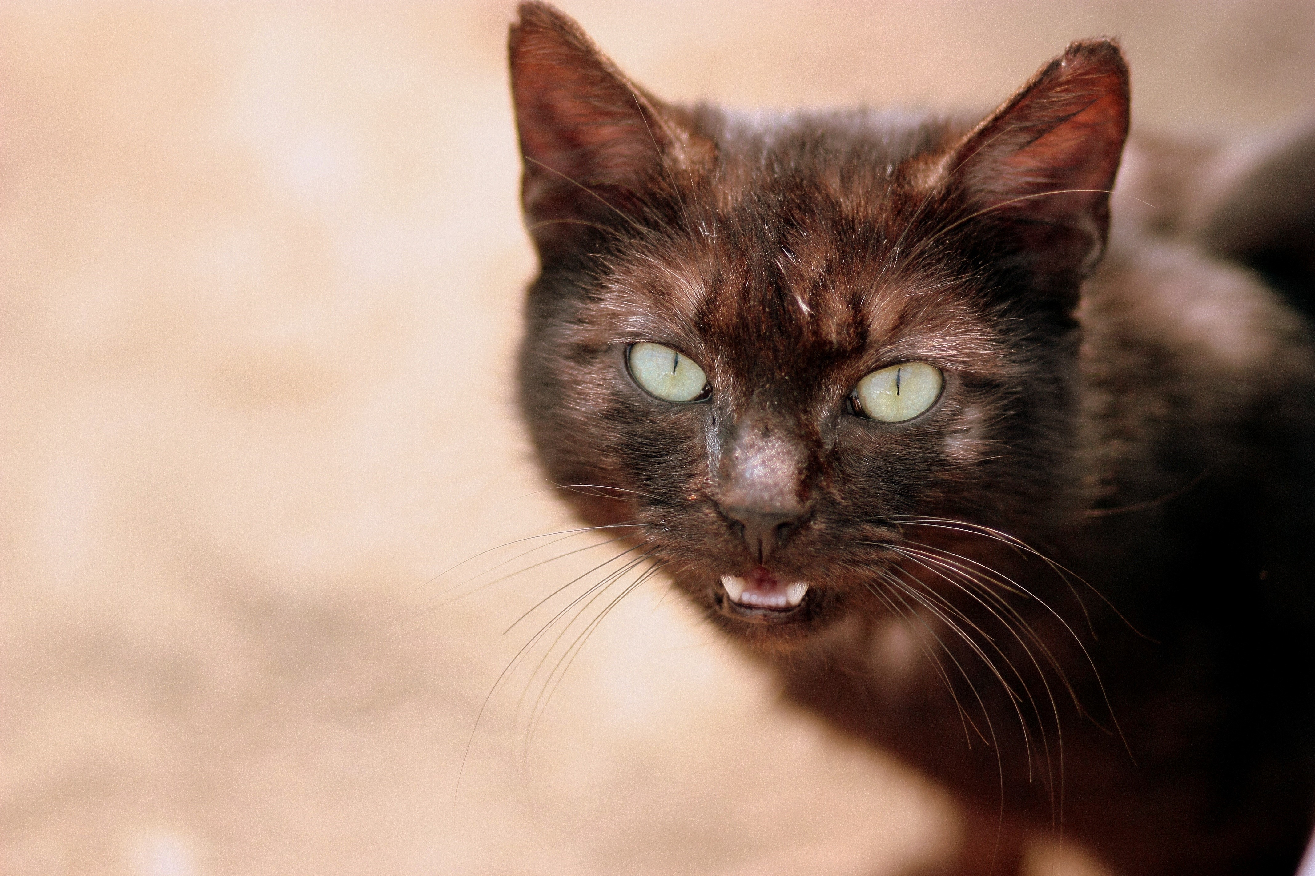 Close-up of a tortoiseshell cat's face HD Wallpaper