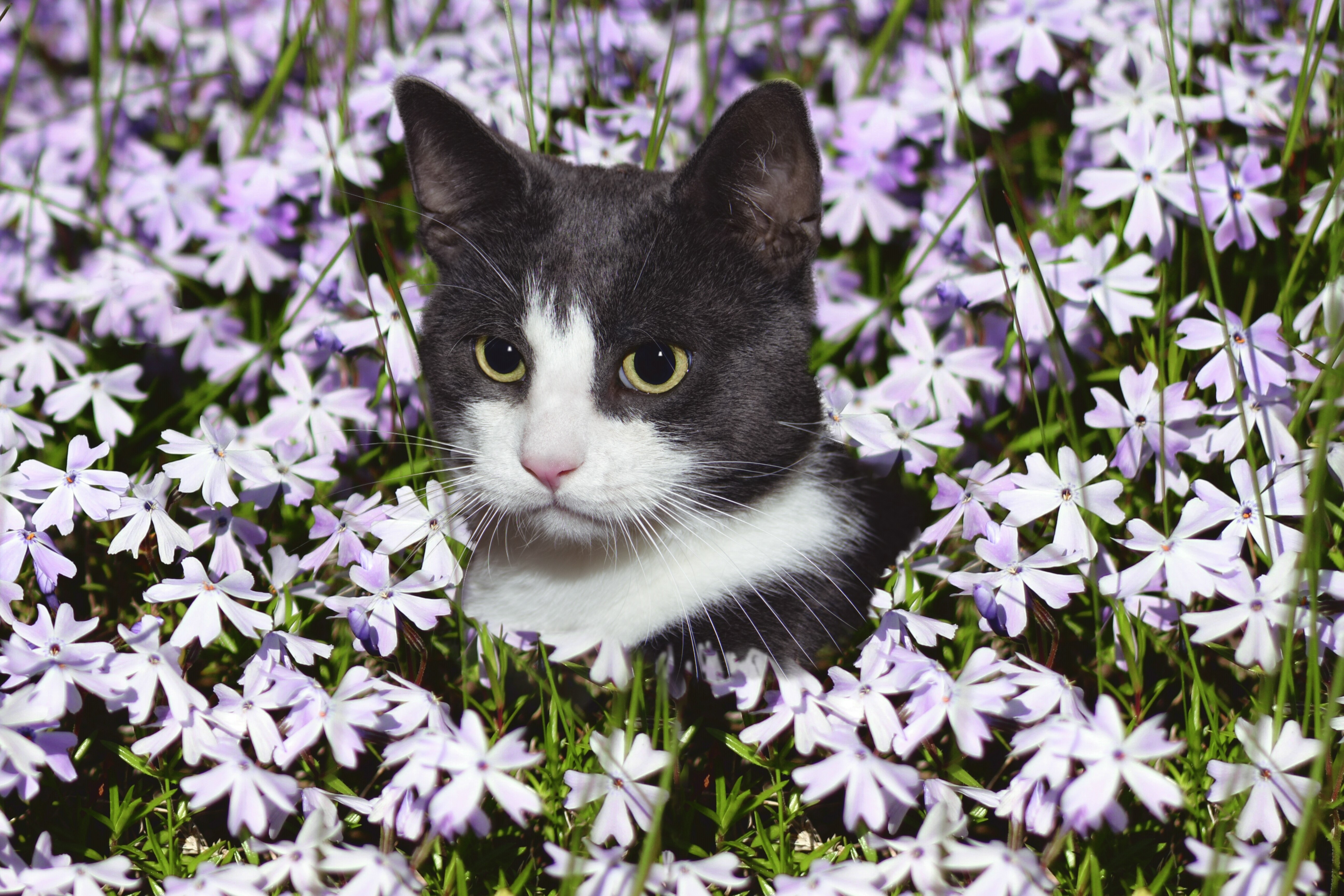 A grey and white cat peeking through purple flowers HD Wallpaper