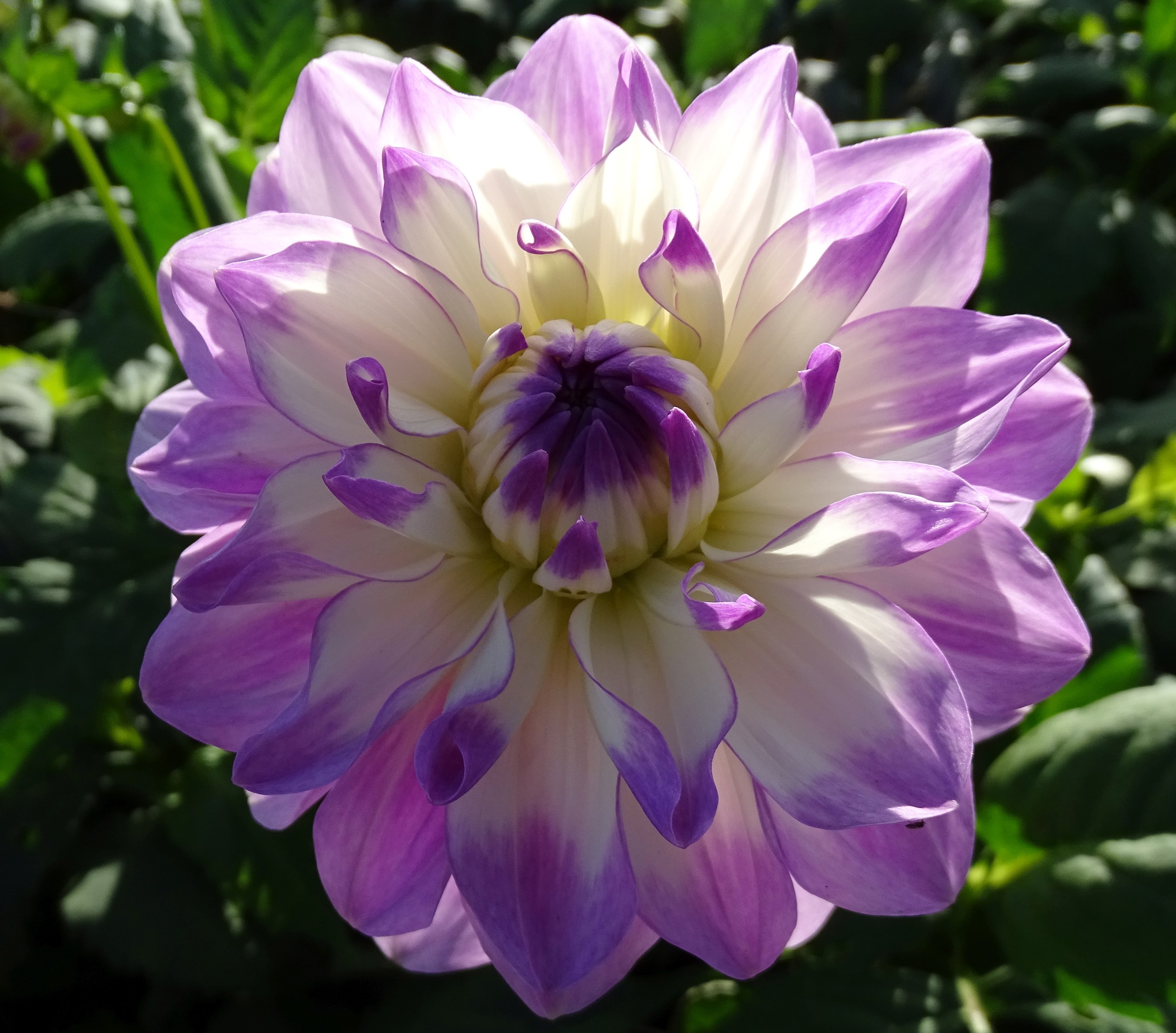 Close-up of a purple and white Dahlia flower HD Wallpaper