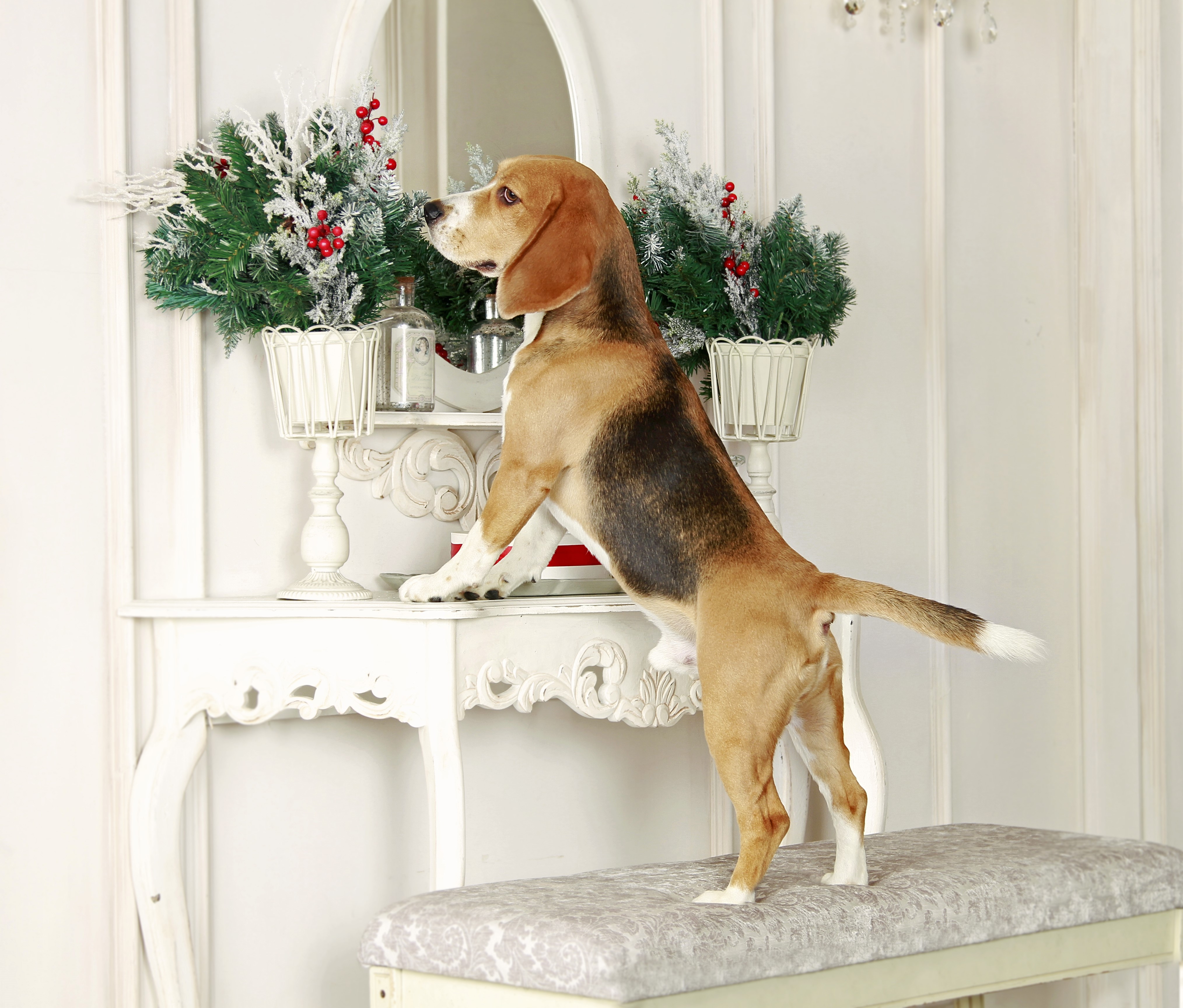 Beagle dog standing on a bench near a console table HD Wallpaper