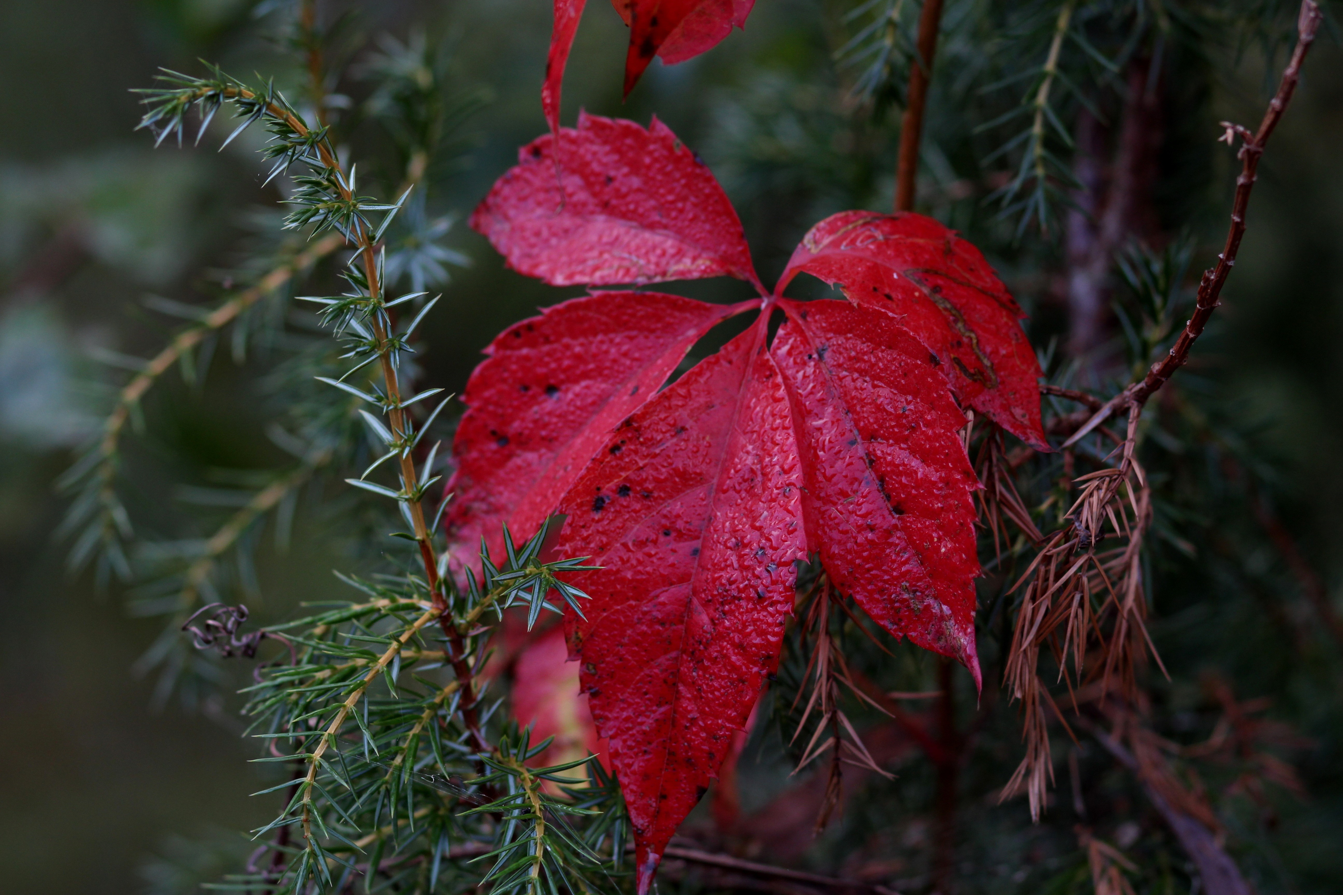 Red leaf on evergreen branches HD Wallpaper