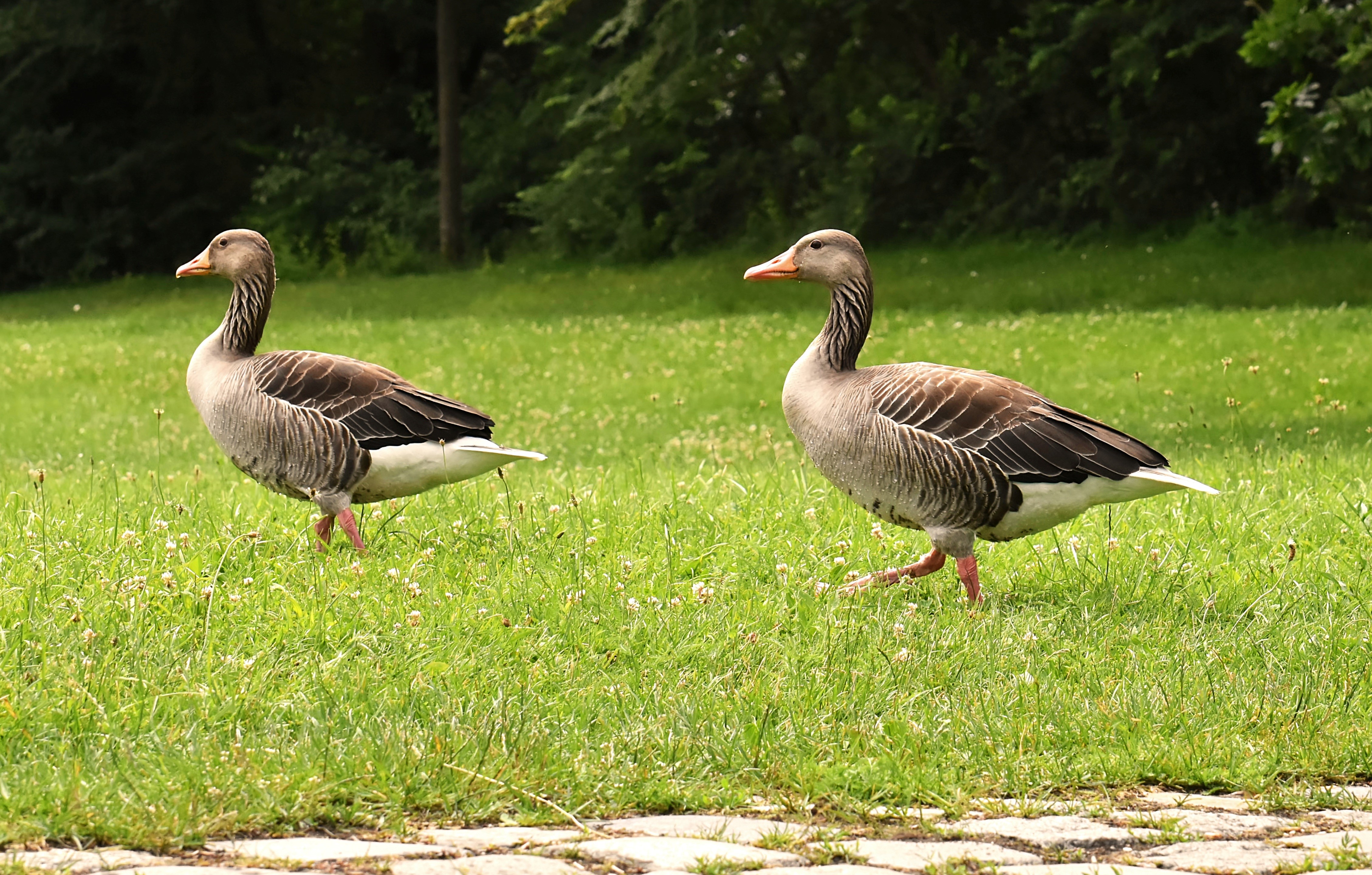 Two Geese Walking on Grass HD Wallpaper