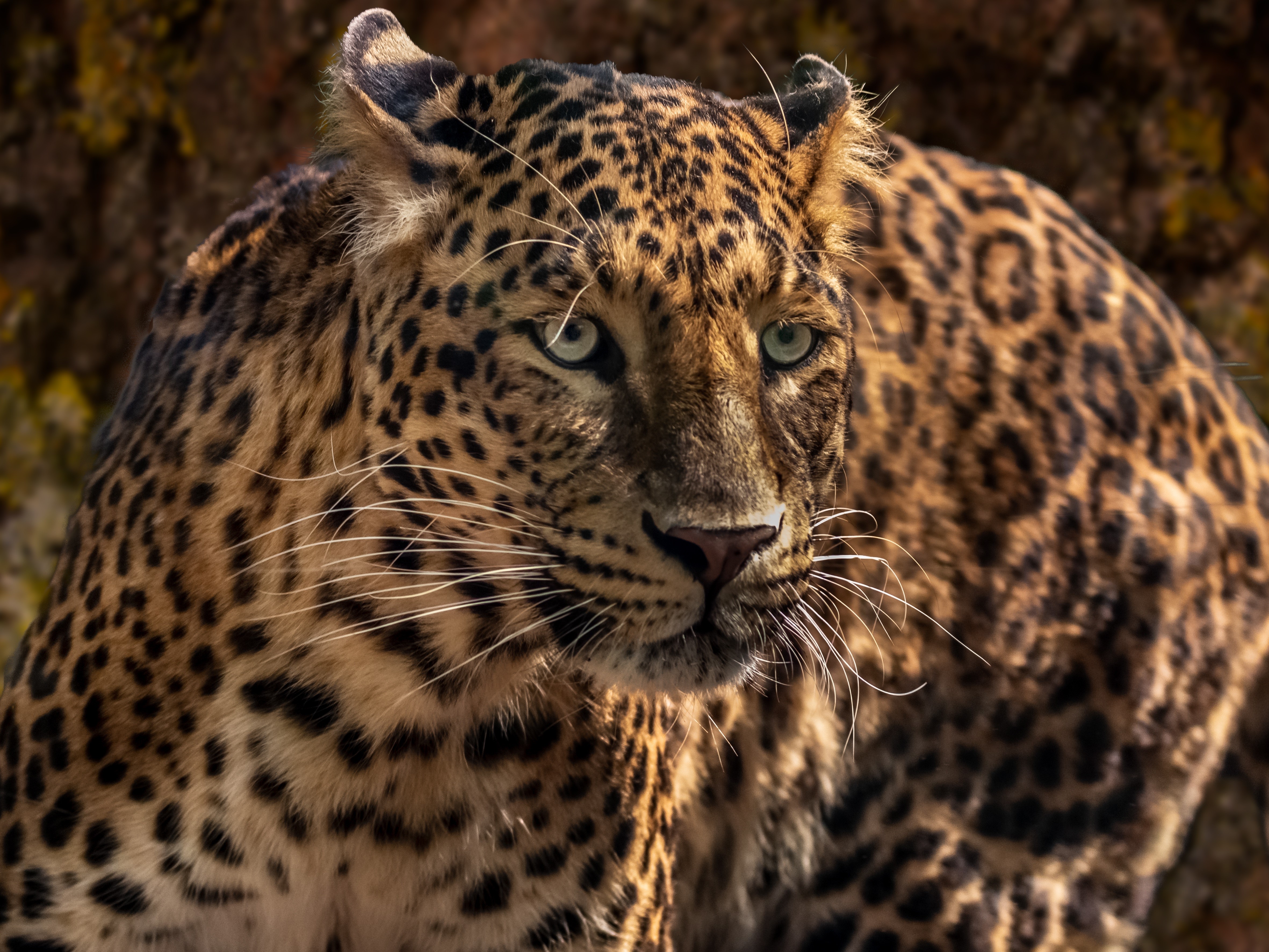 Leopard with green eyes and spotted fur HD Wallpaper
