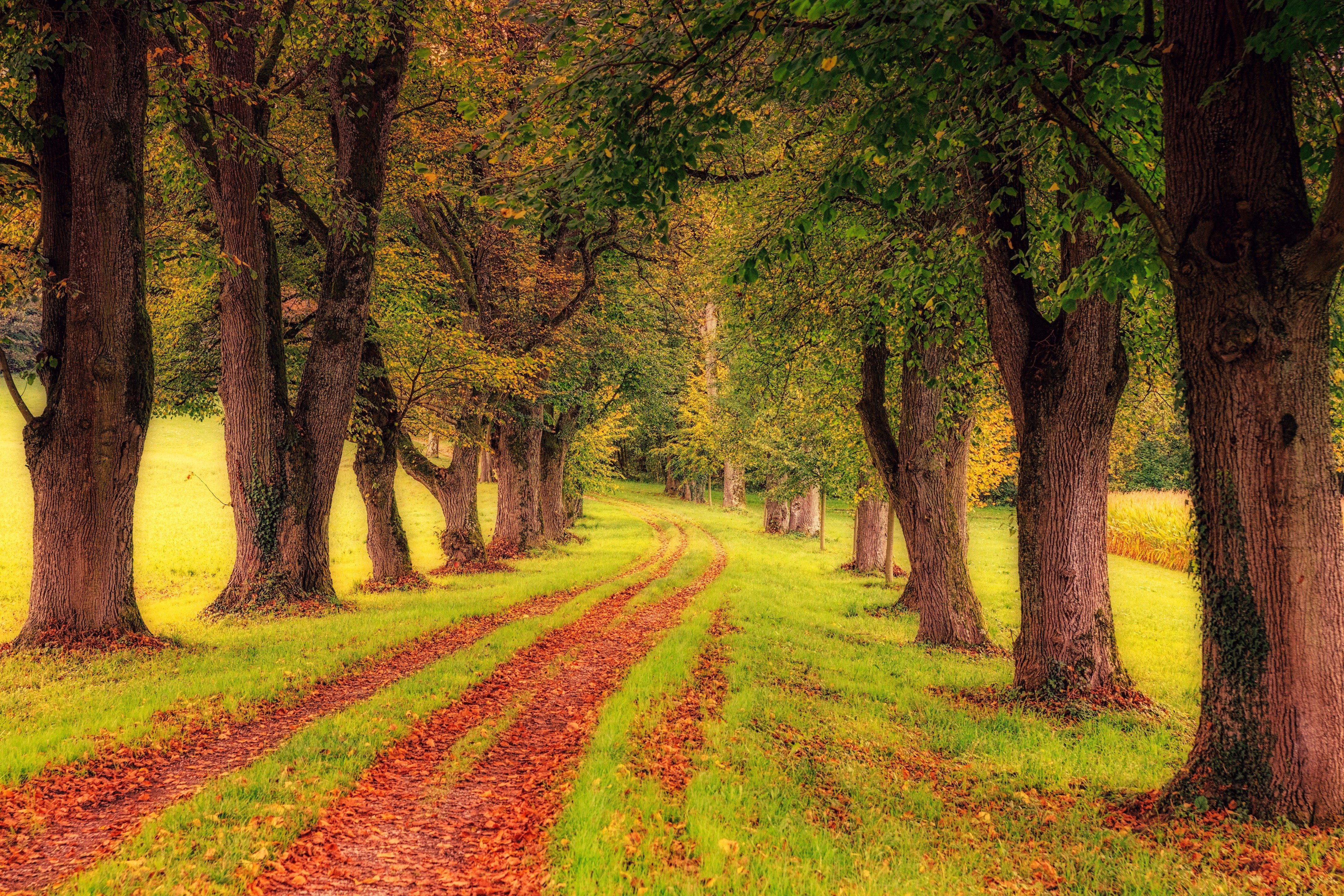 Autumn road lined with trees HD Wallpaper