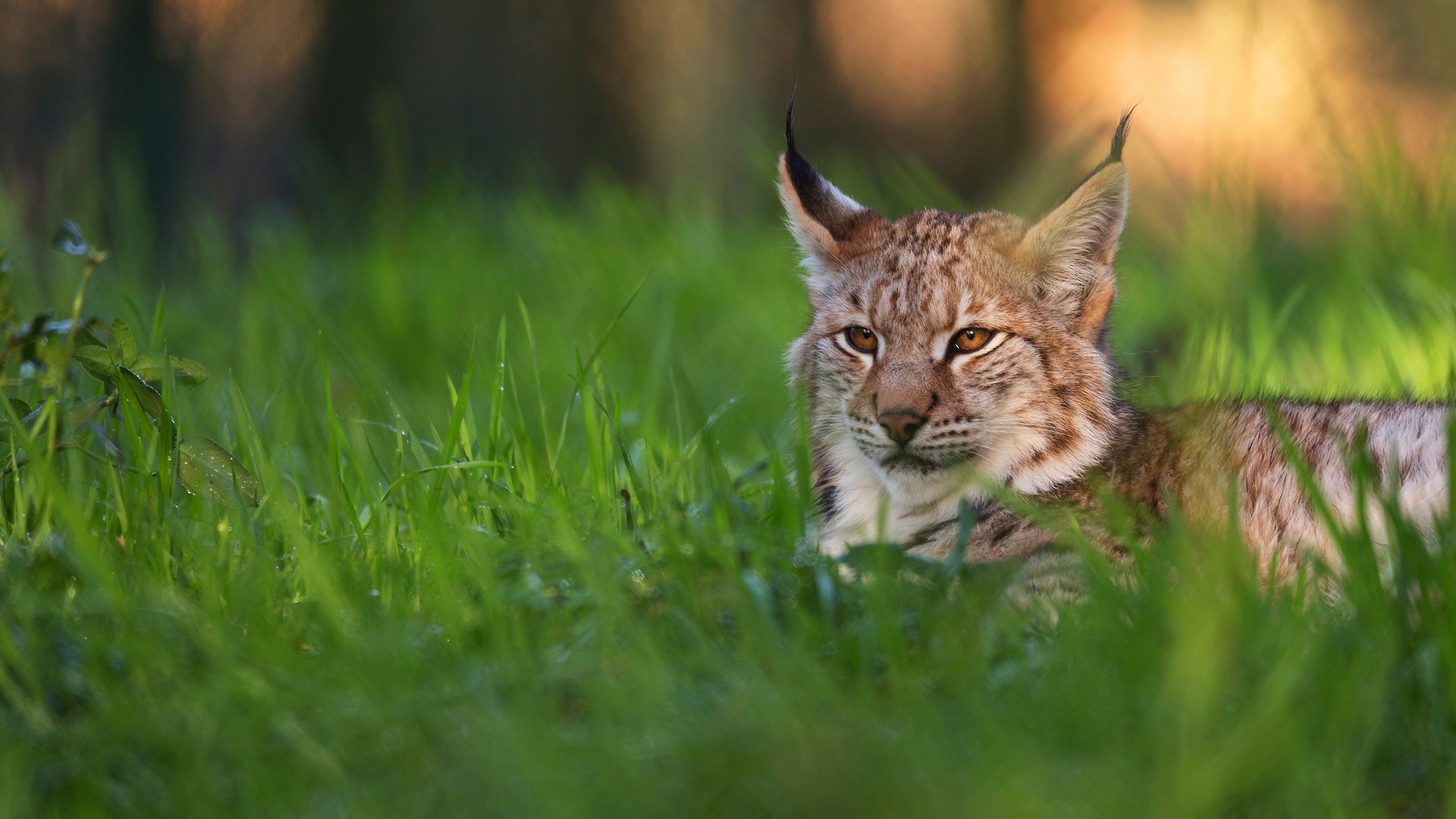 Lynx lying in green grass HD Wallpaper