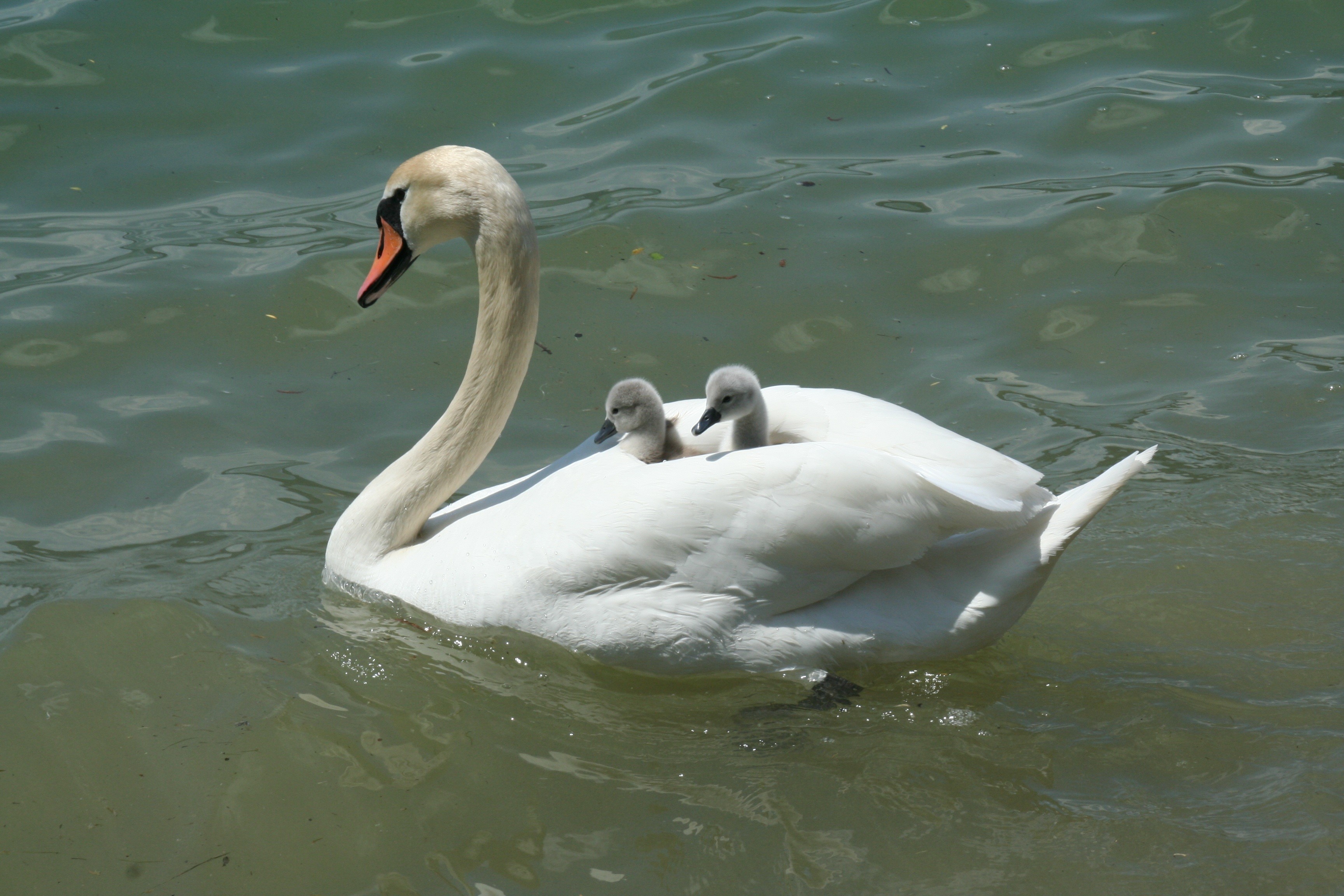 Mother swan carrying two cygnets on its back HD Wallpaper