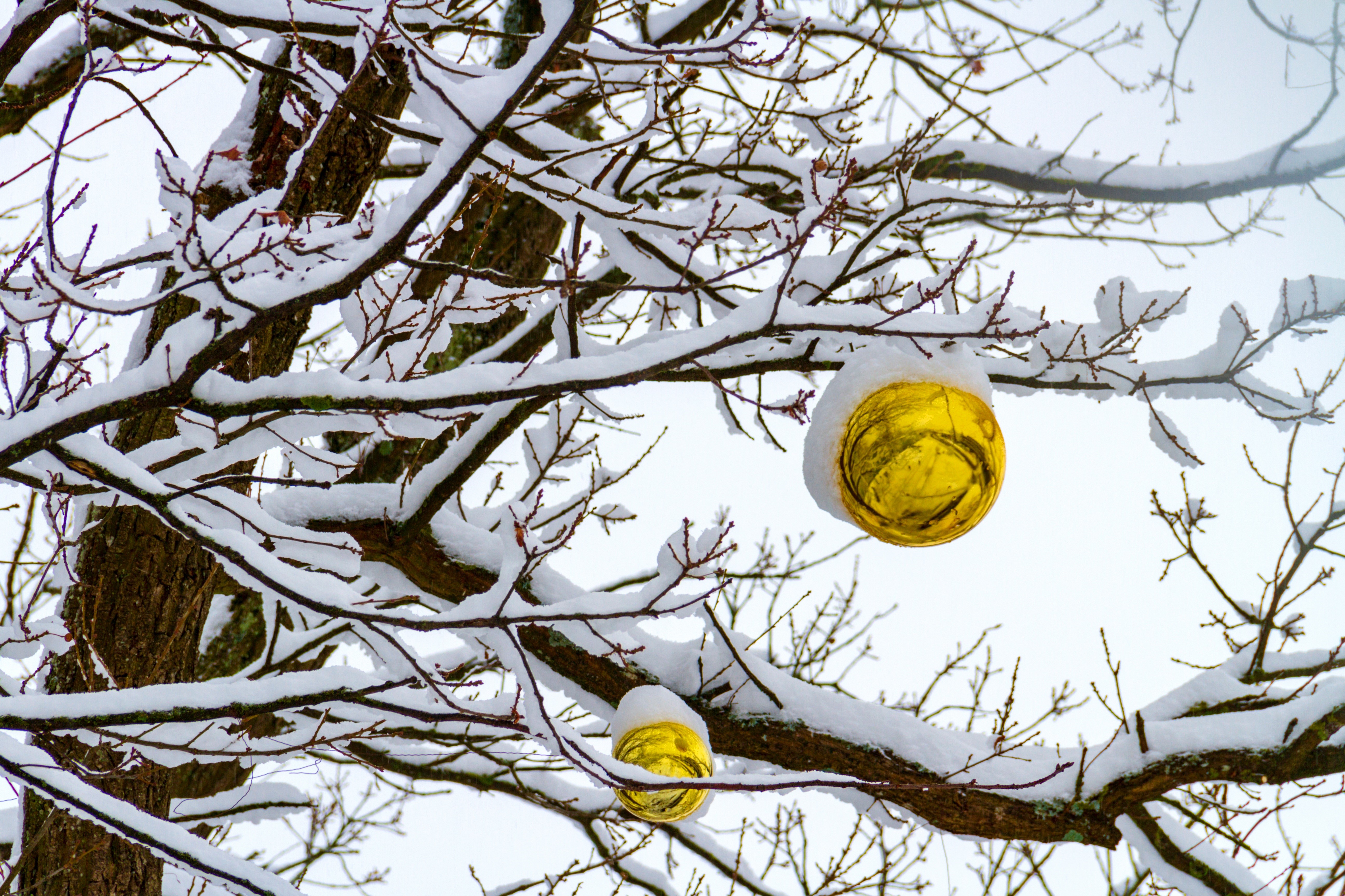 Golden Ornaments on Snow-Covered Branches HD Wallpaper