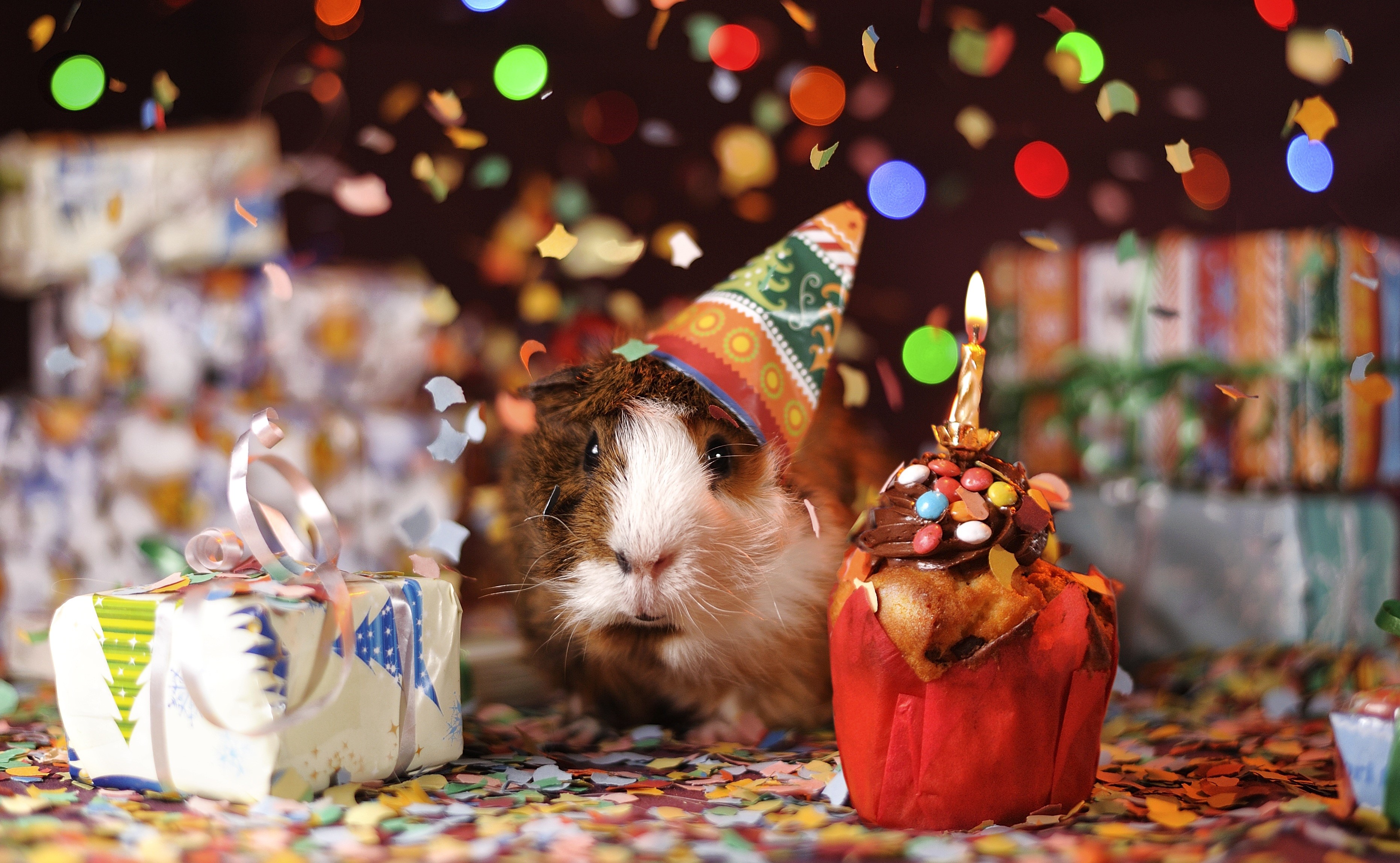 Guinea pig celebrating birthday with cupcake and gifts HD Wallpaper