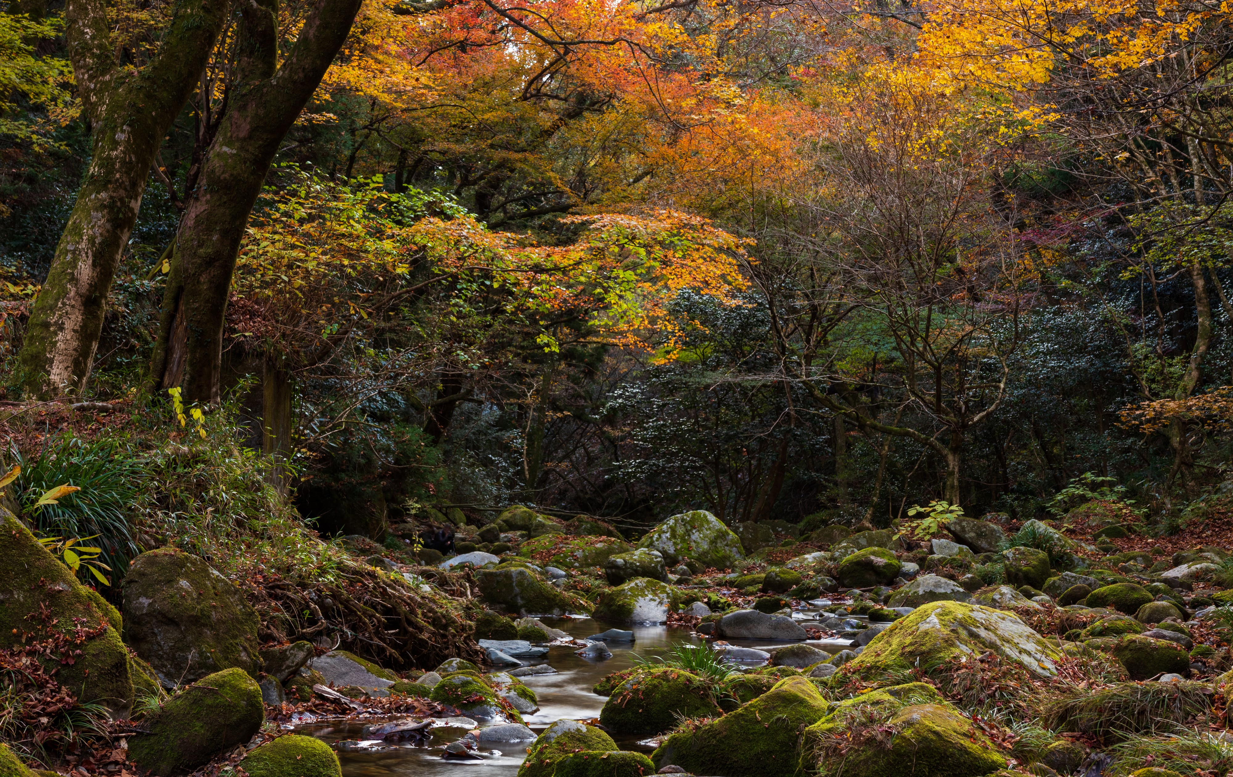 Autumn forest with stream and mossy stones in Hananukikeikoku Valley, Japan HD Wallpaper