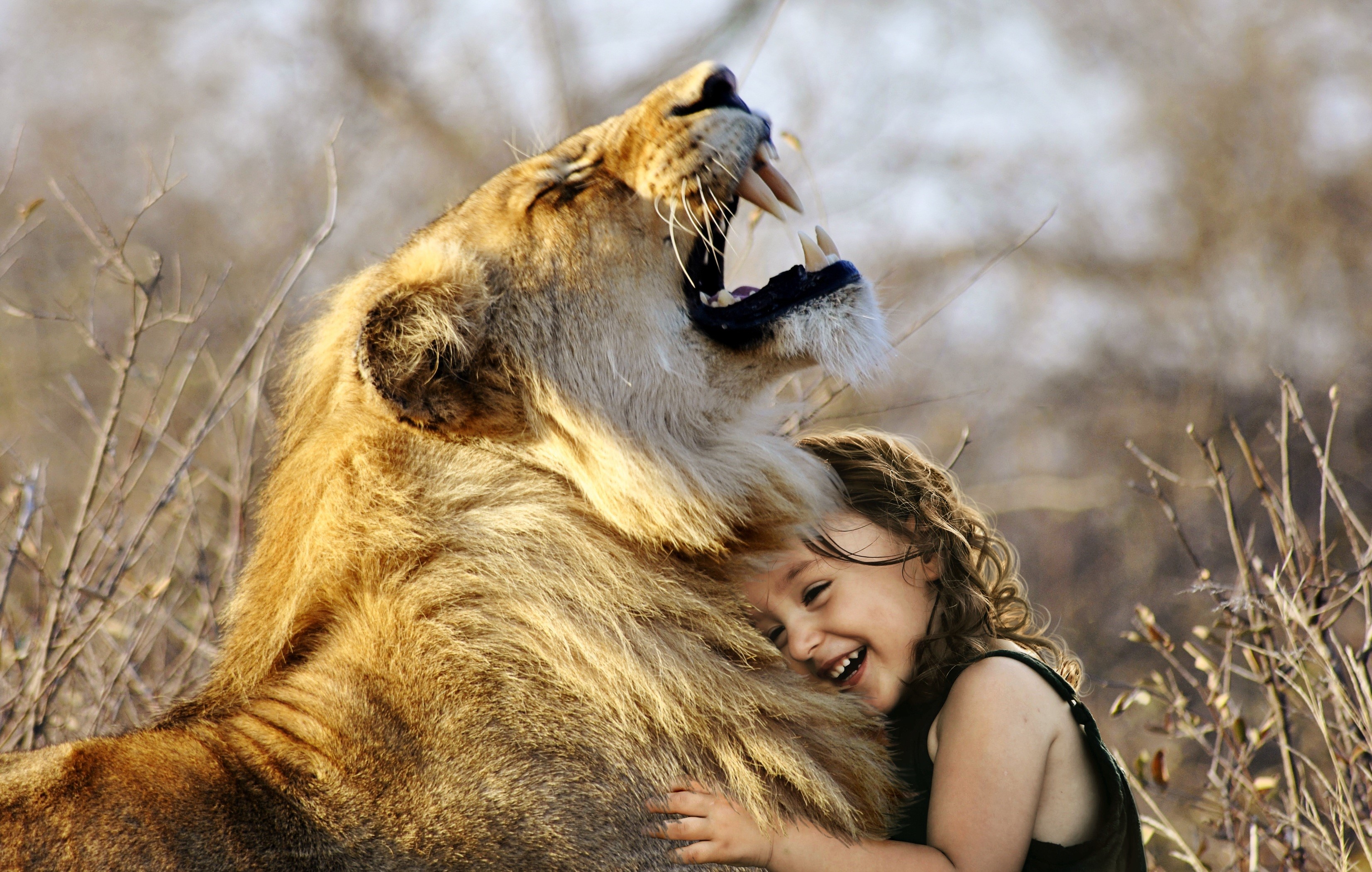 Girl hugging a roaring lion HD Wallpaper