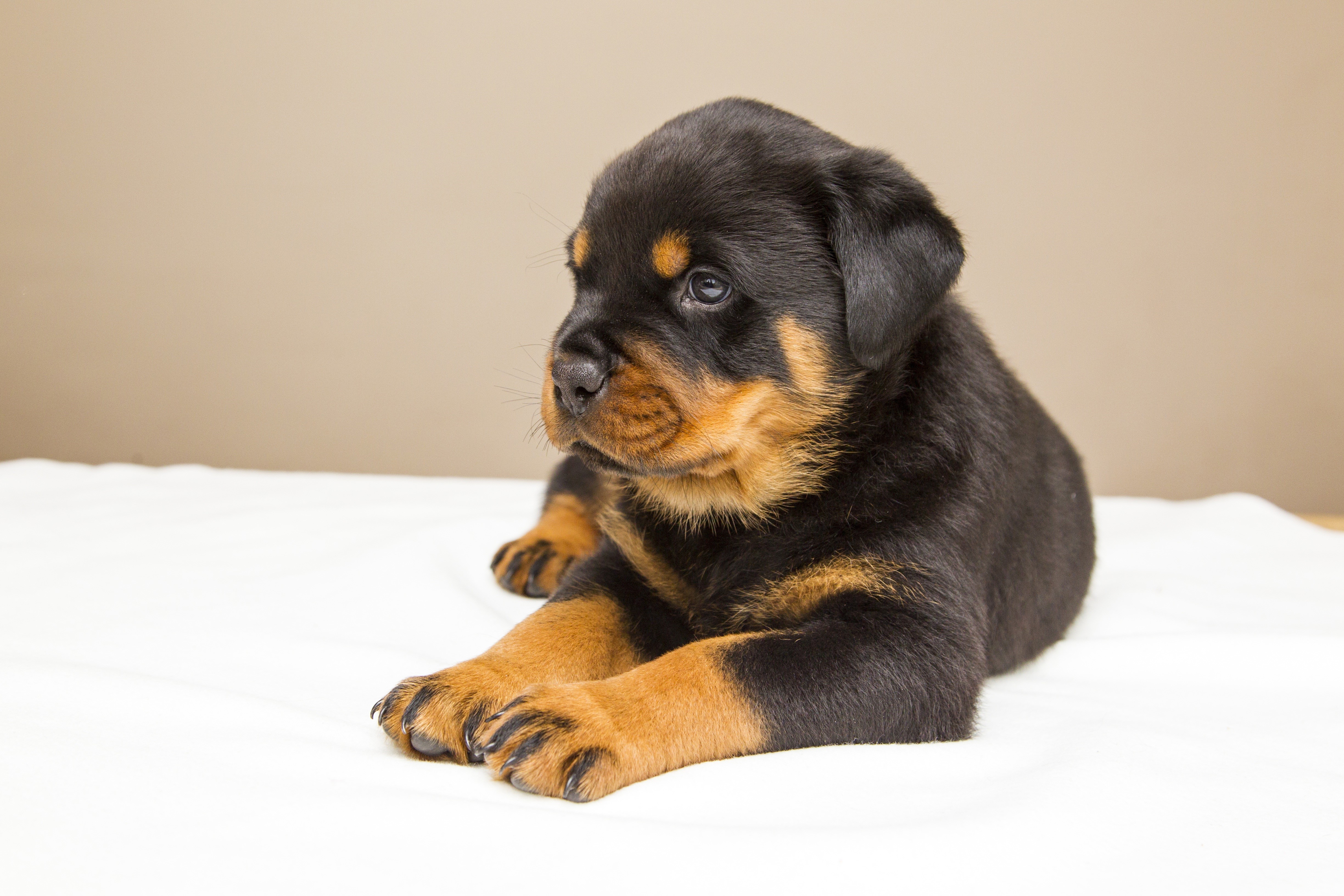 Rottweiler puppy with paws visible HD Wallpaper