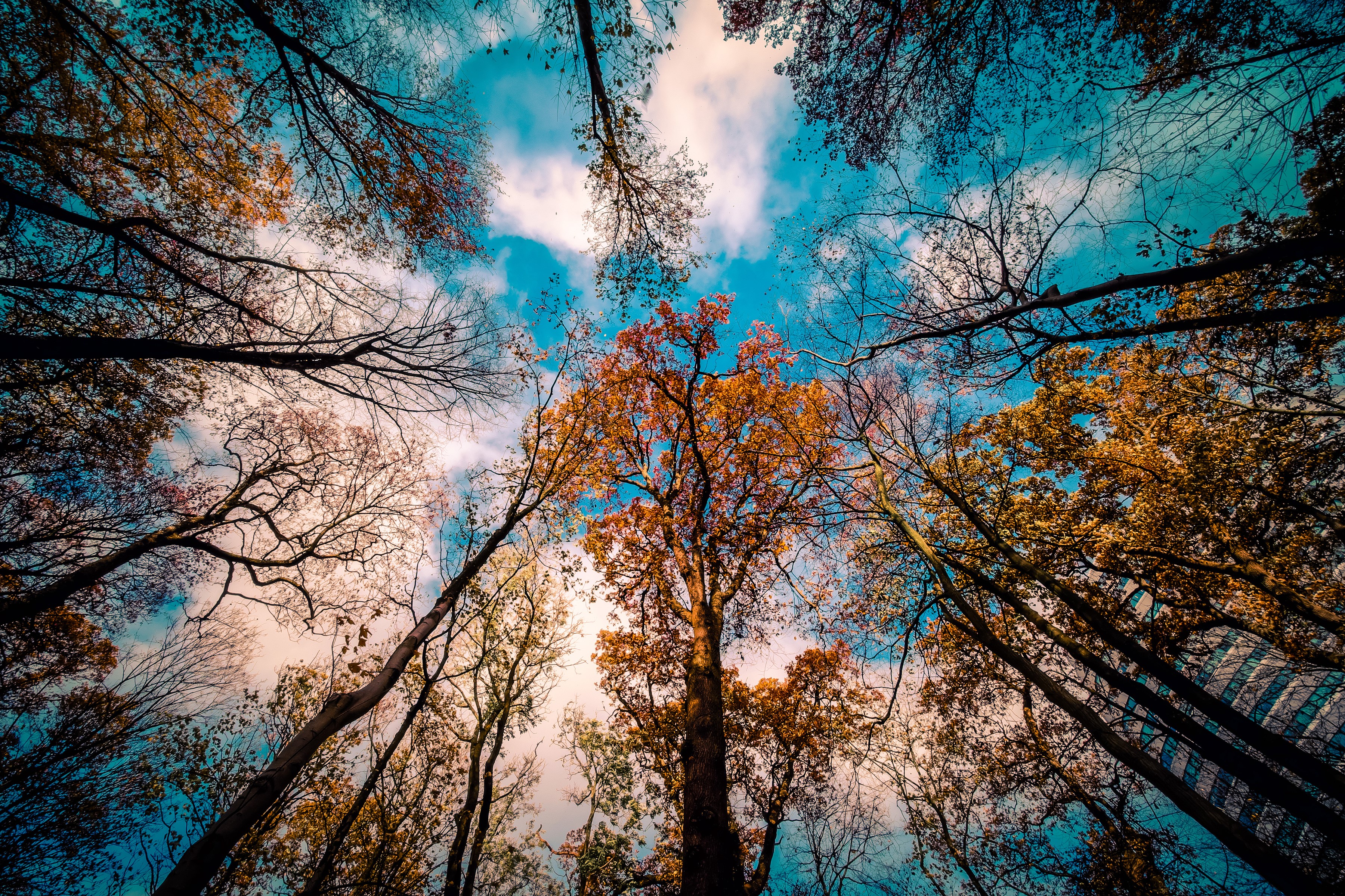 Looking up at autumn trees against a cloudy sky HD Wallpaper
