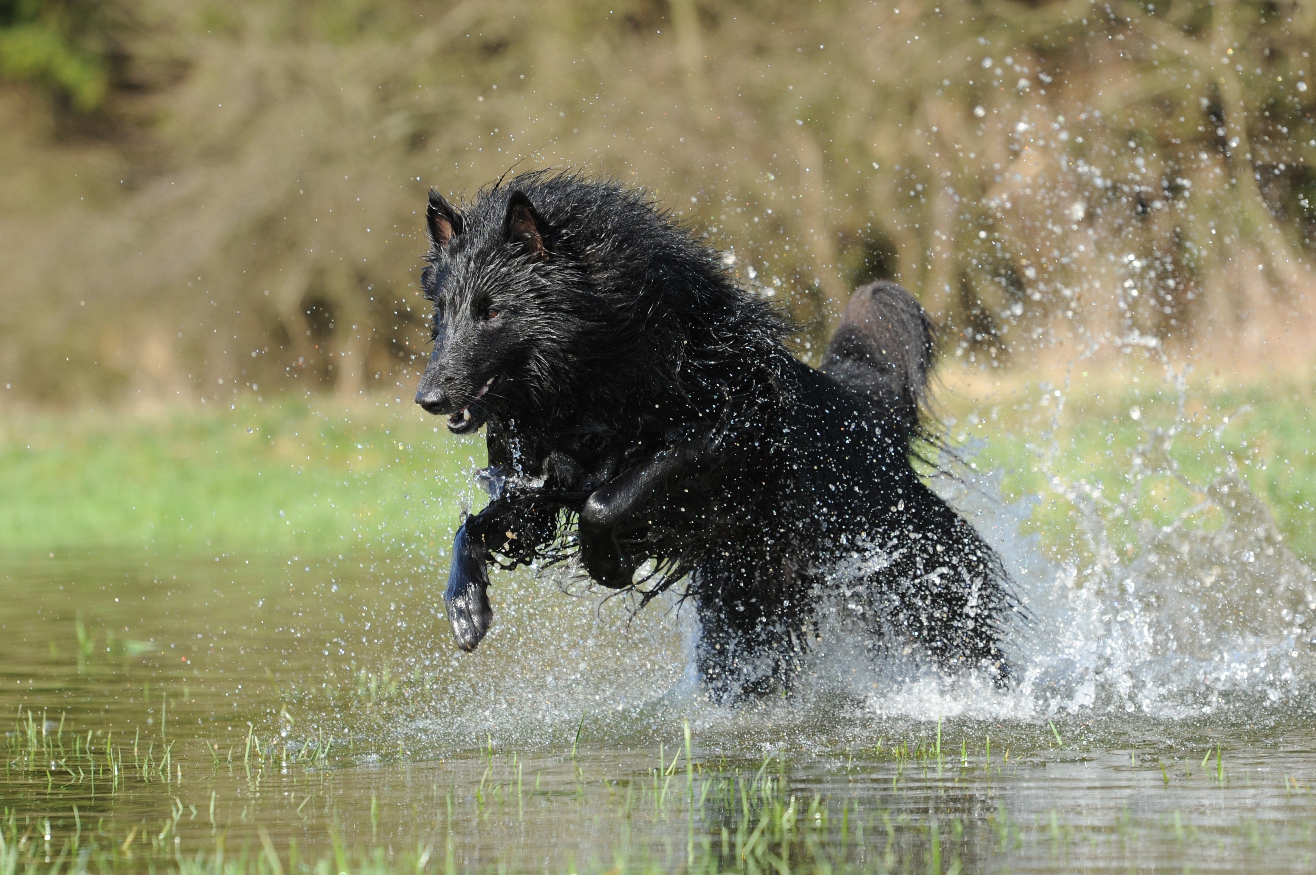 Black Belgian Shepherd Dog Jumping in Water HD Wallpaper