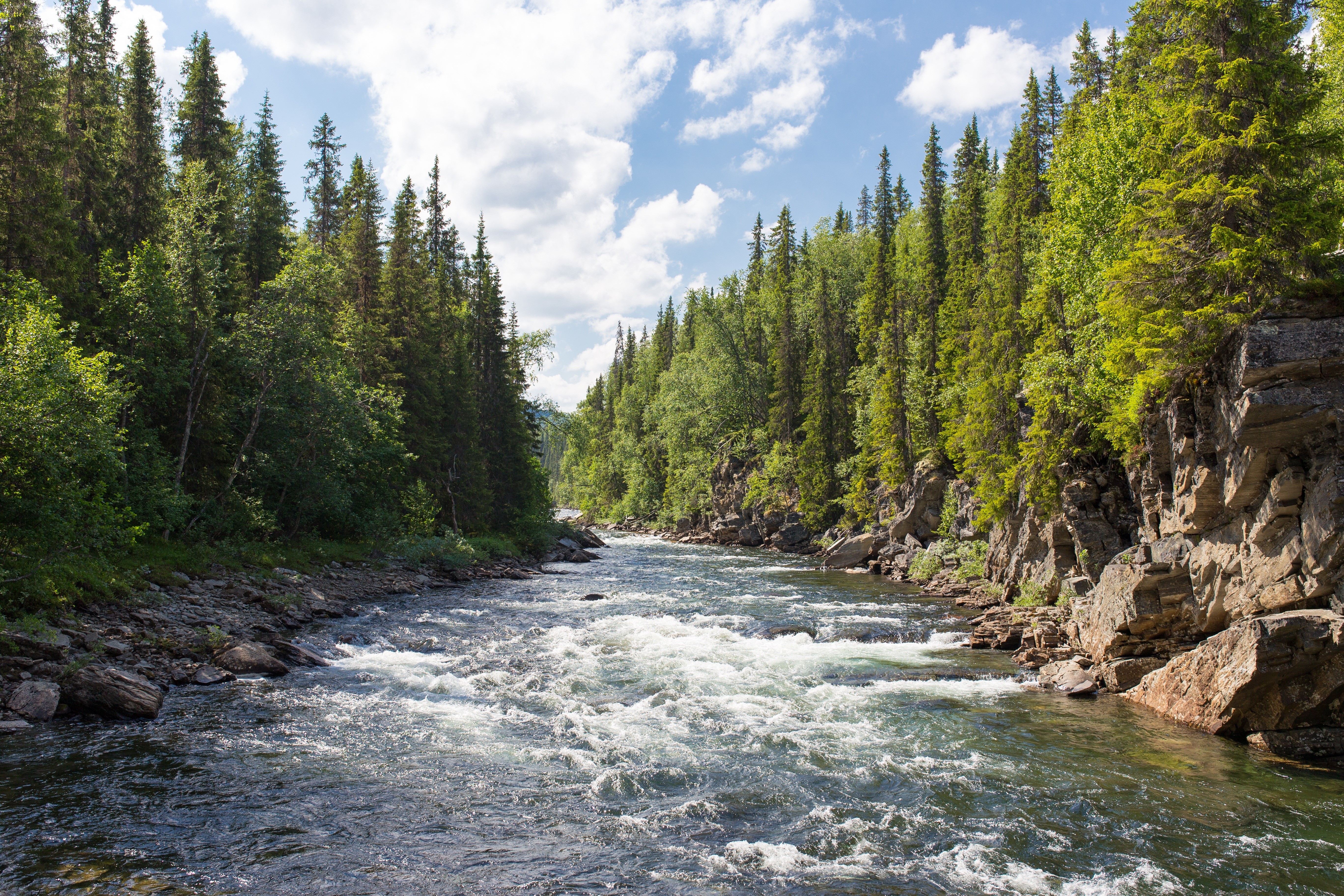 River flowing through a forest with rocky cliffs HD Wallpaper