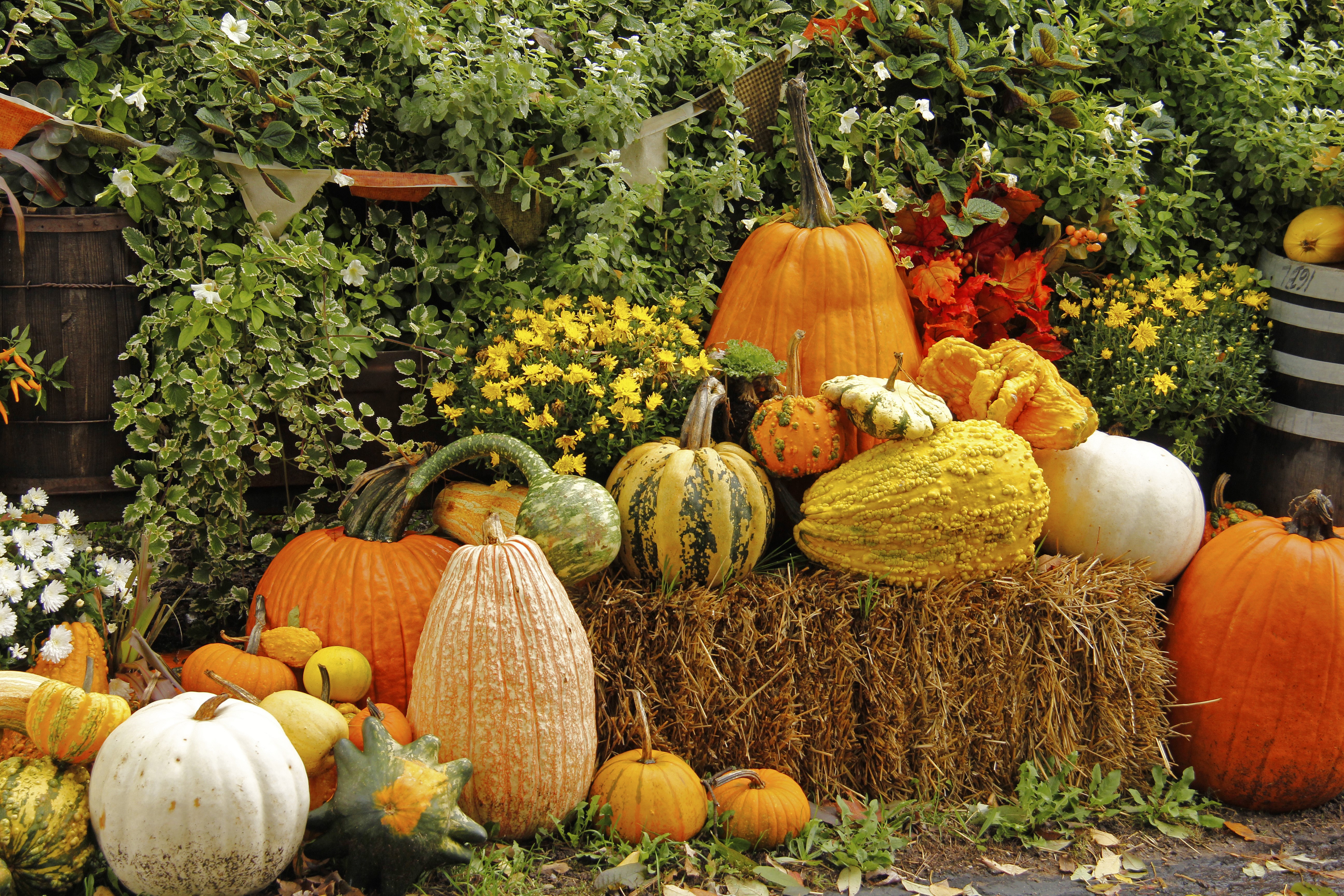 Pumpkins and Gourds on Hay Bale HD Wallpaper
