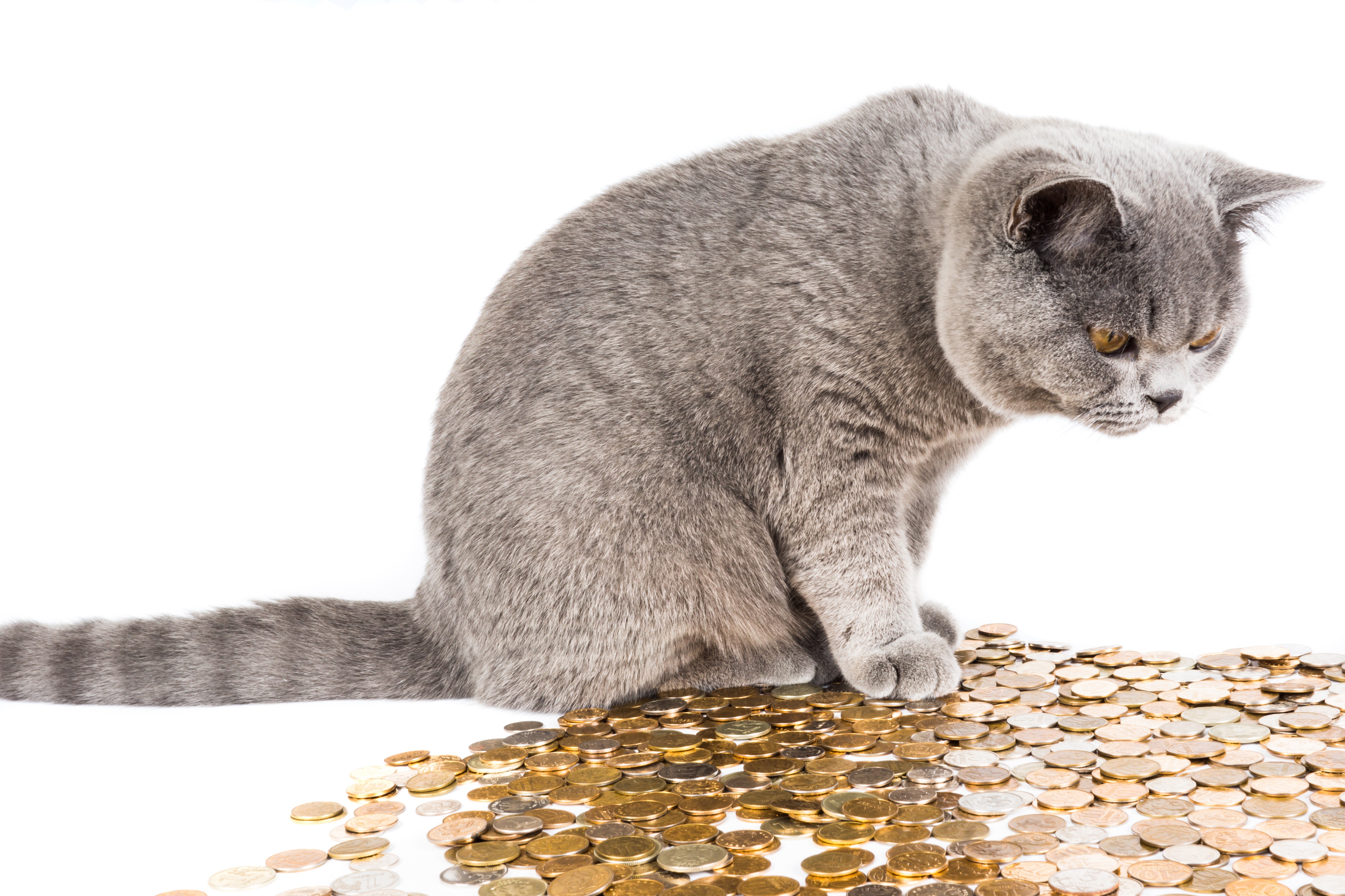British Shorthair cat sitting on a pile of coins HD Wallpaper