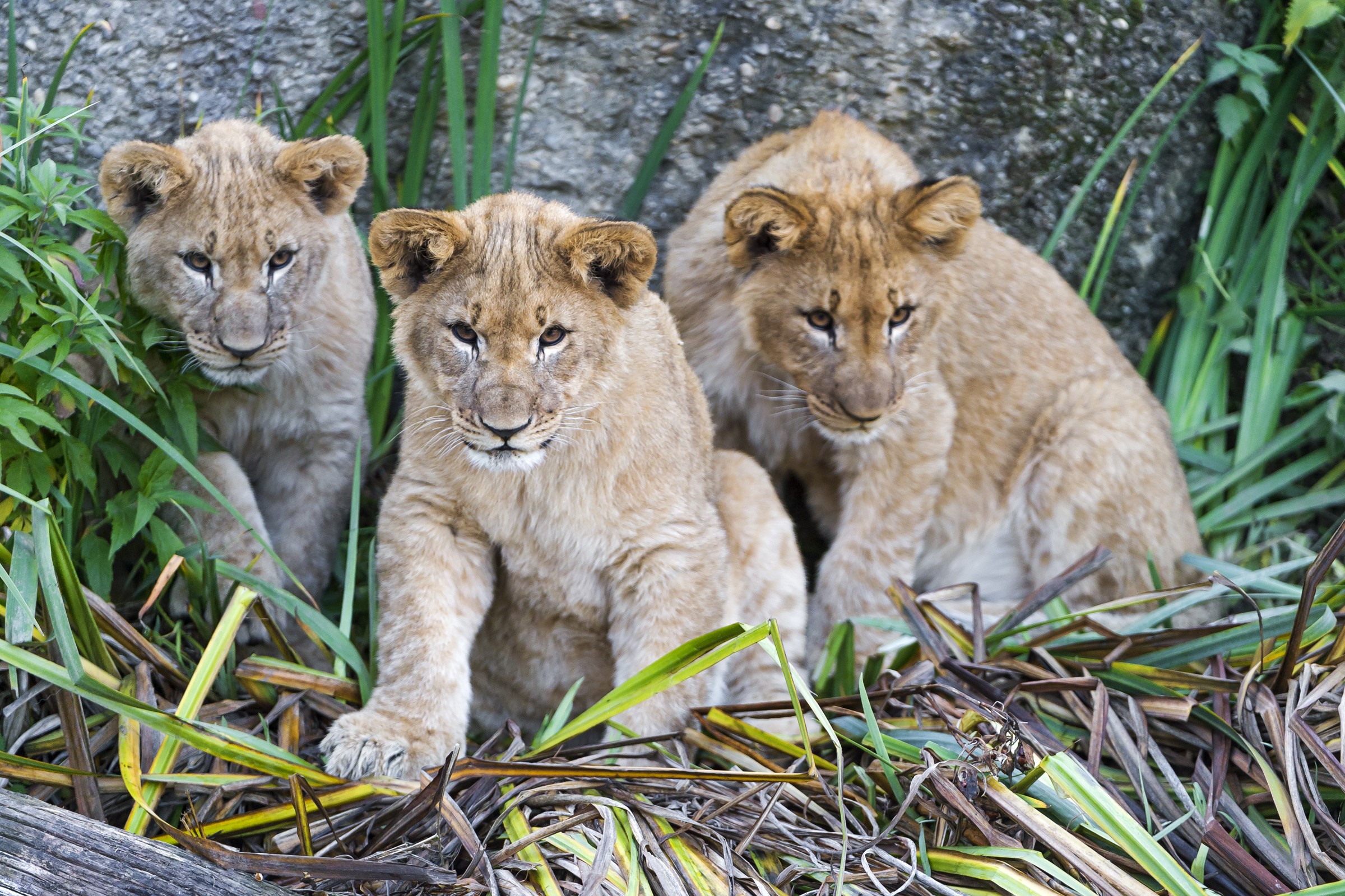 Three lion cubs sitting in grass HD Wallpaper