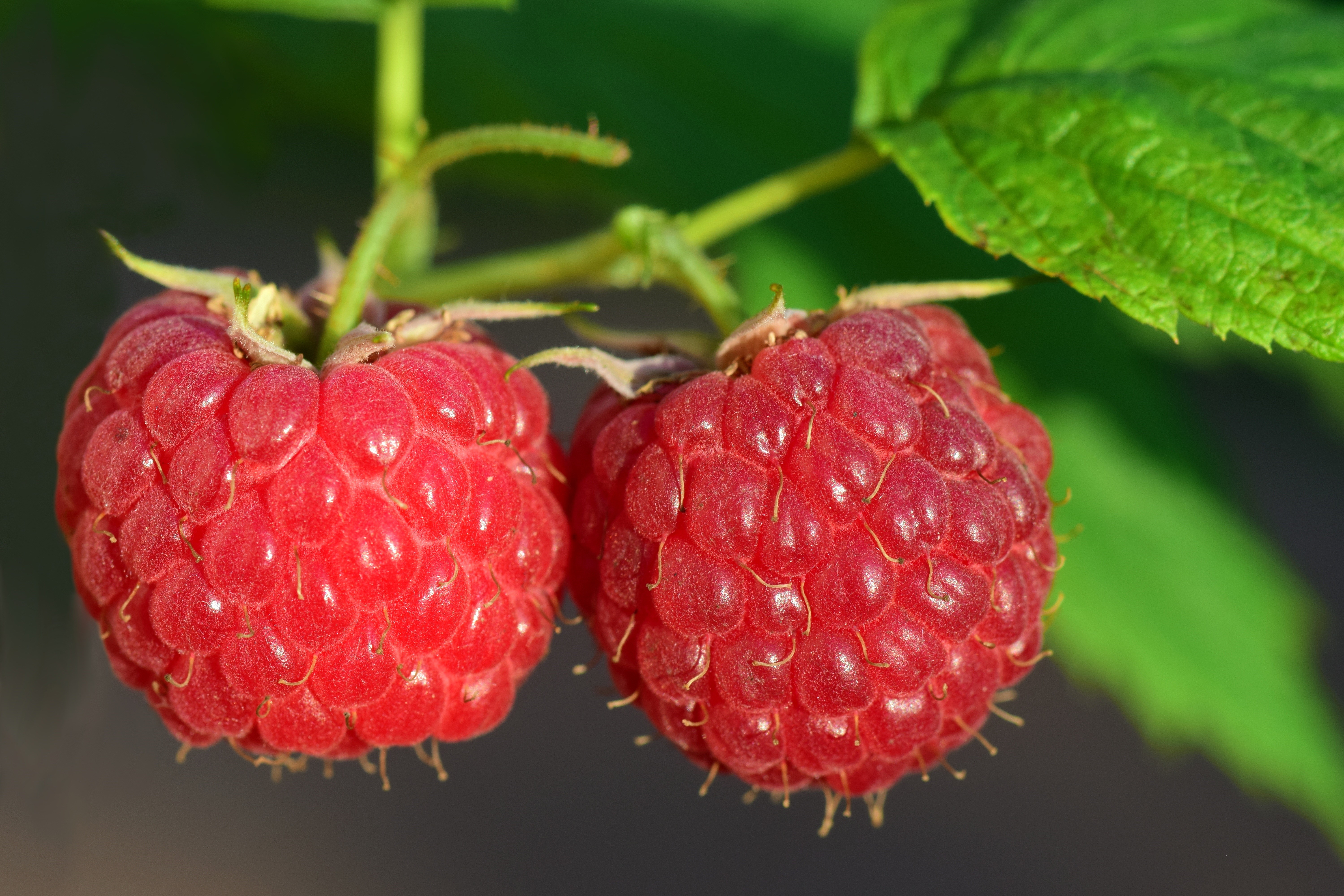 Two ripe raspberries on a branch HD Wallpaper