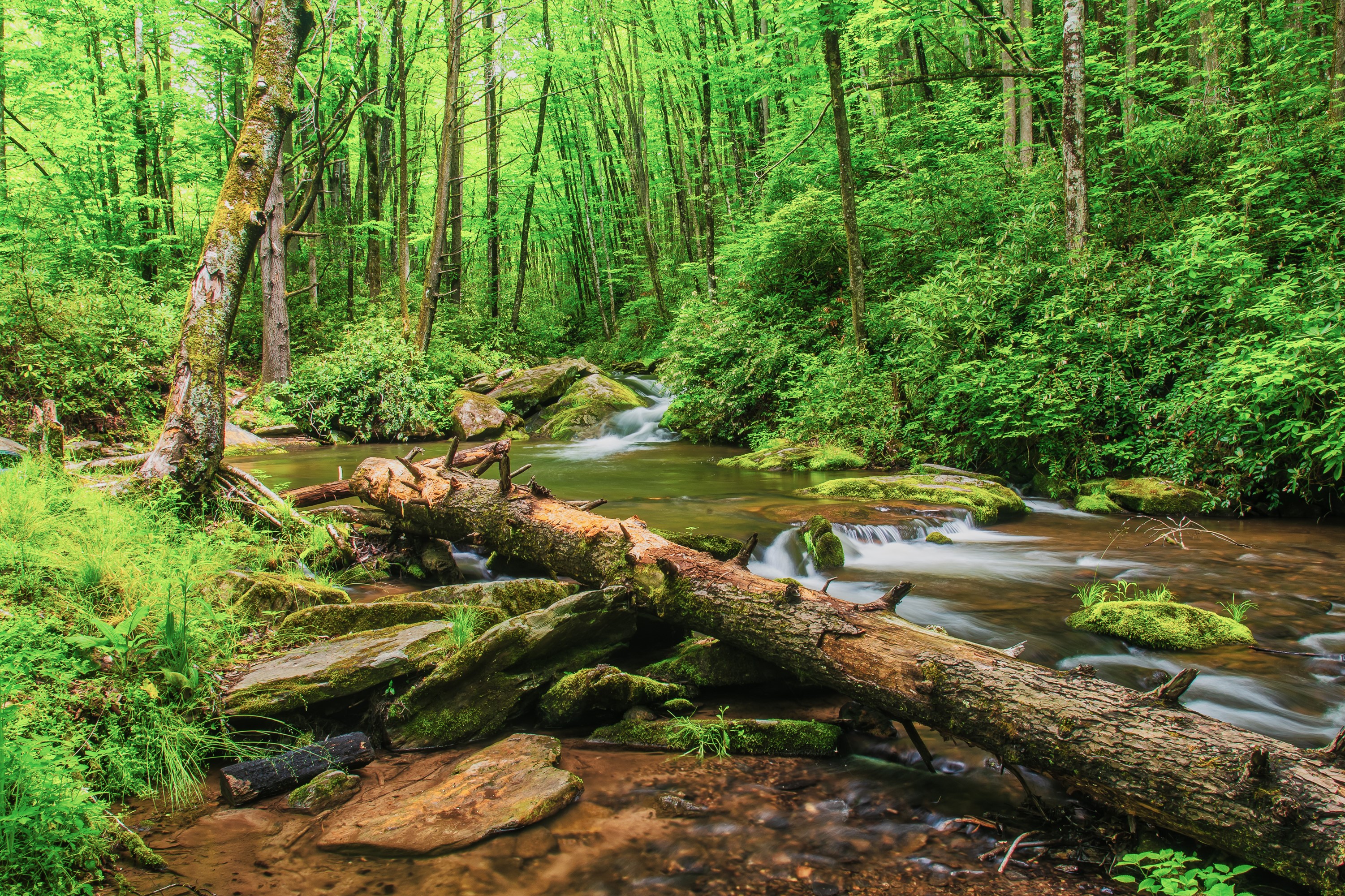 Forest stream with fallen log and mossy rocks HD Wallpaper
