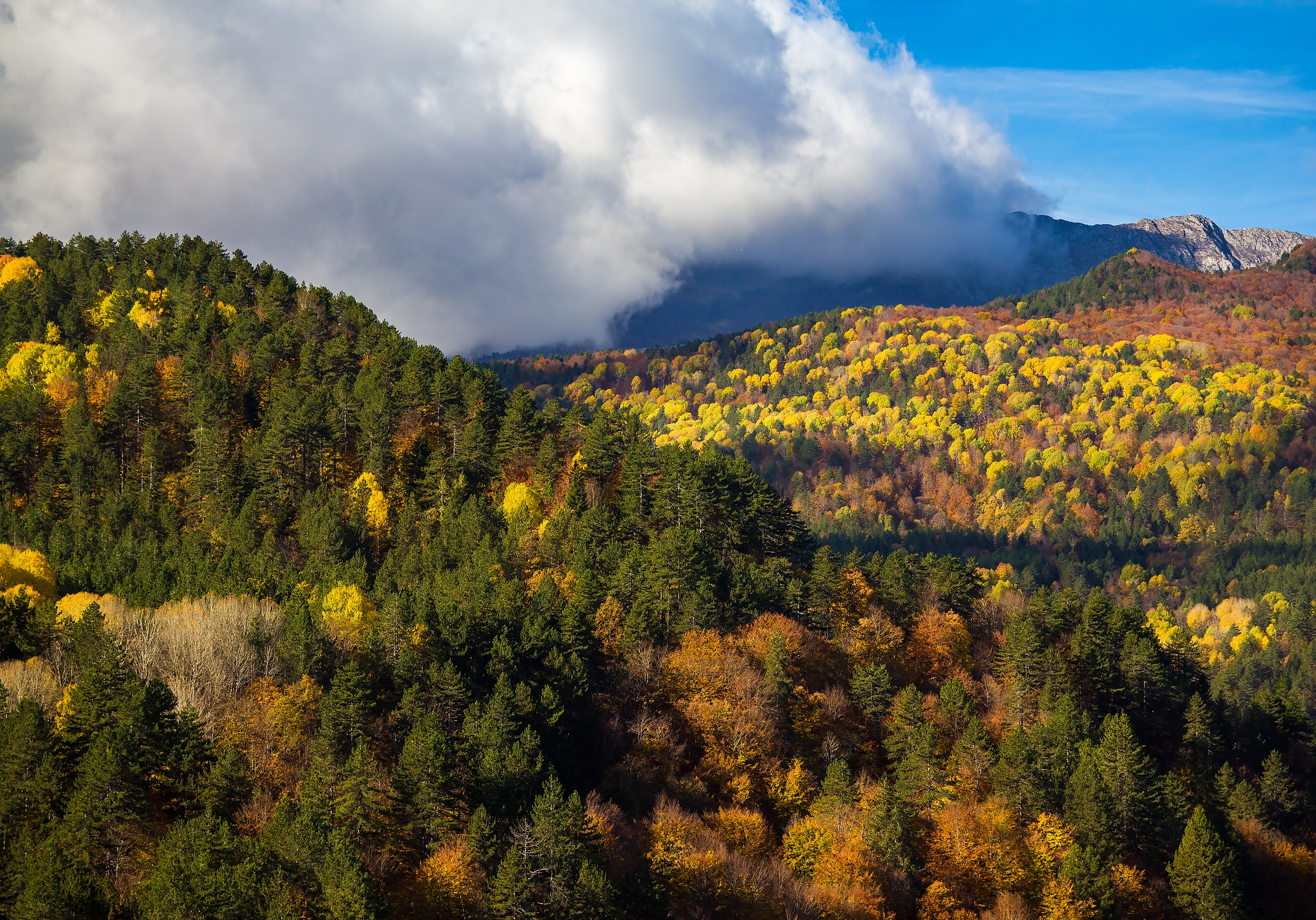 Autumn forest on mountainside with clouds HD Wallpaper