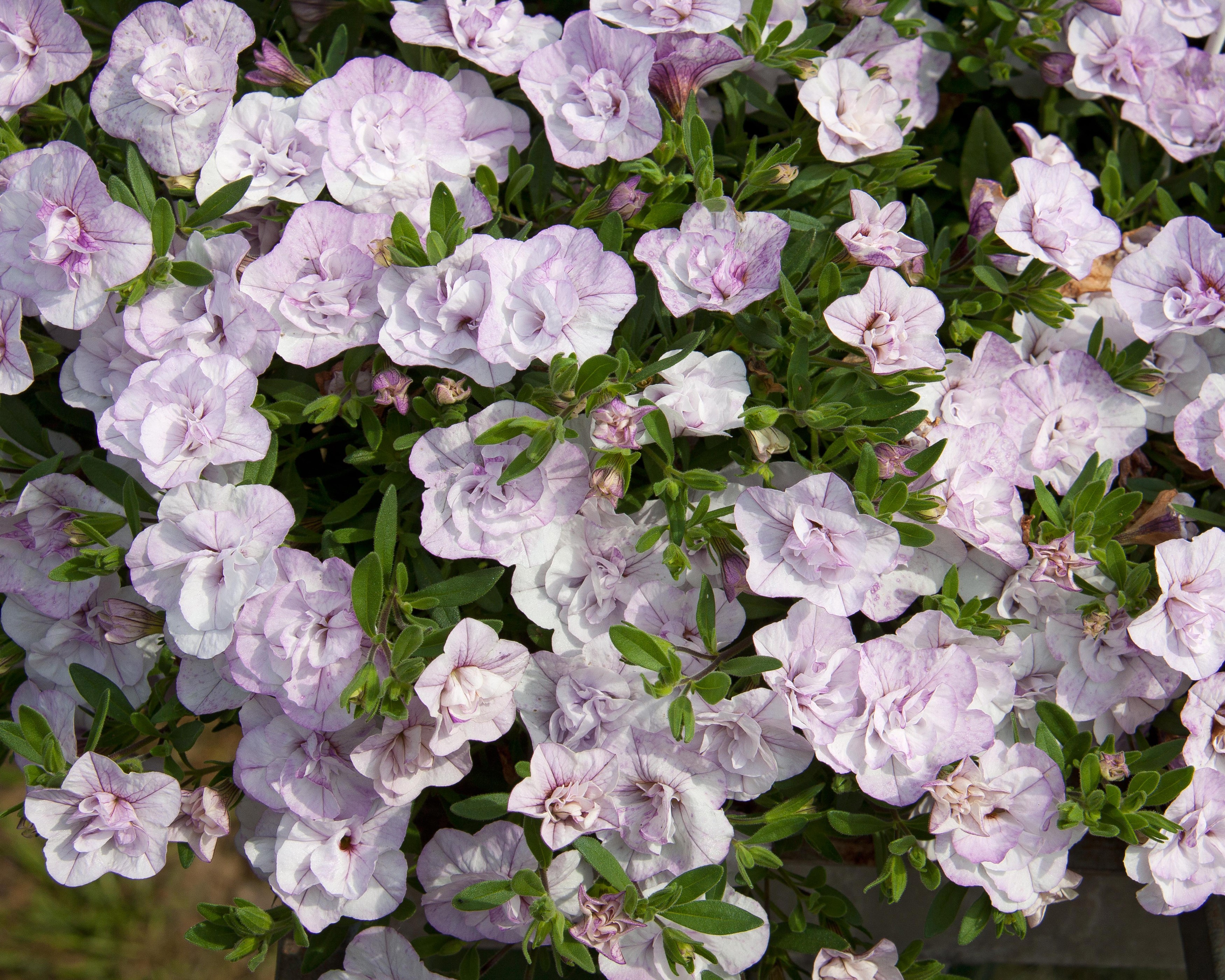 Calibrachoa flowers in a close-up view HD Wallpaper
