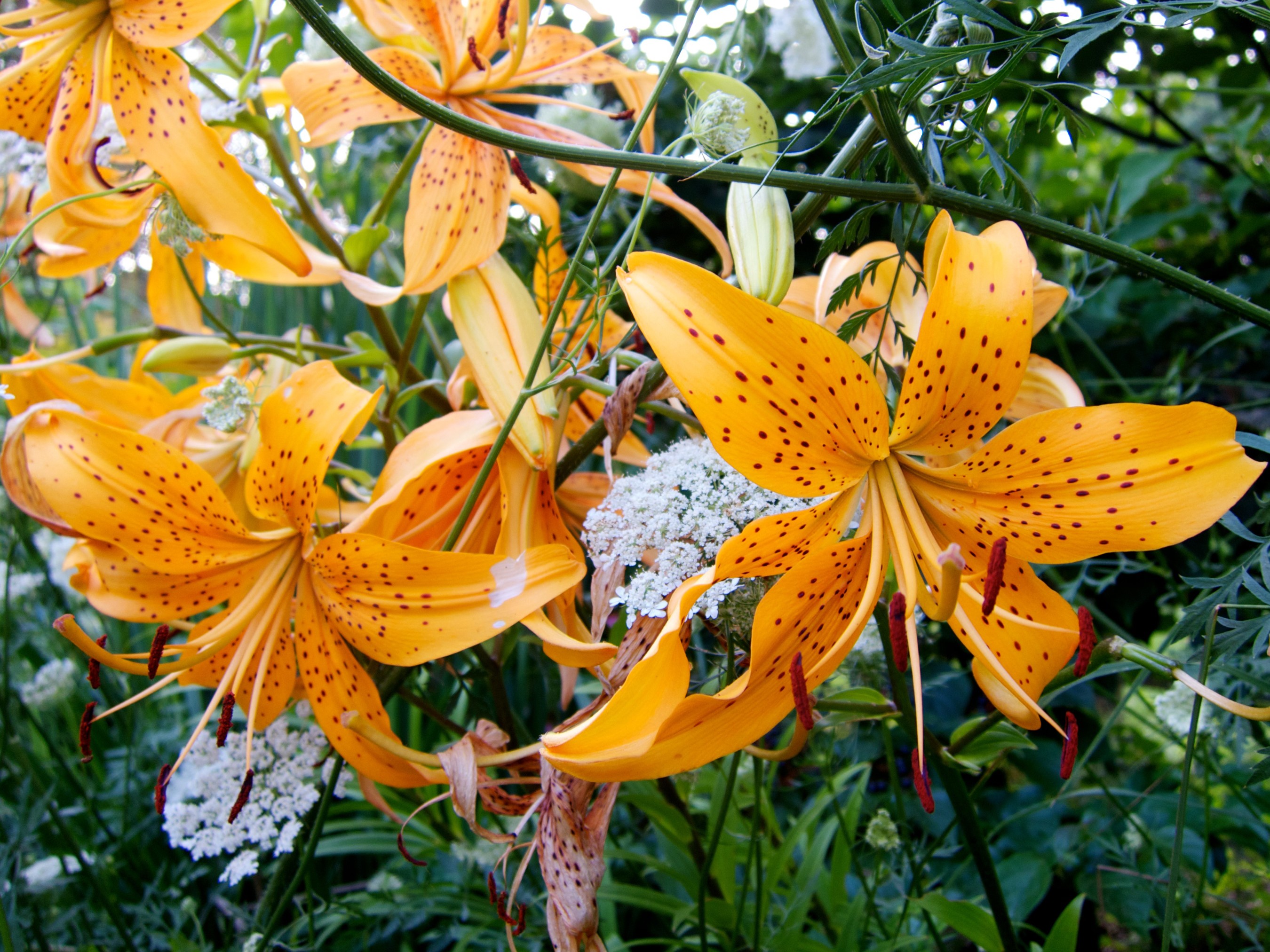 Close-up of Orange Lilies with Black Spots HD Wallpaper