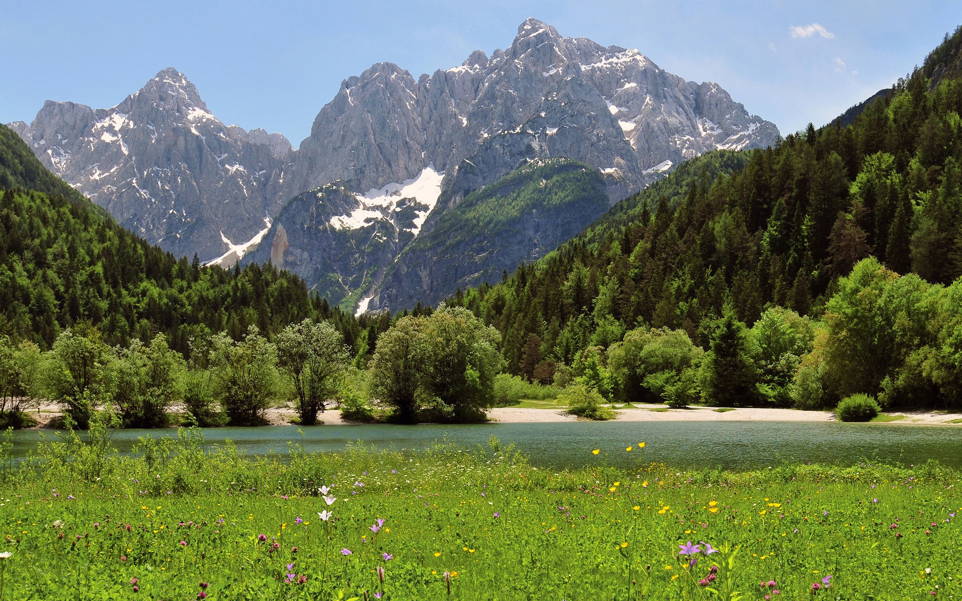 Mountain lake with wildflowers and pine forest HD Wallpaper
