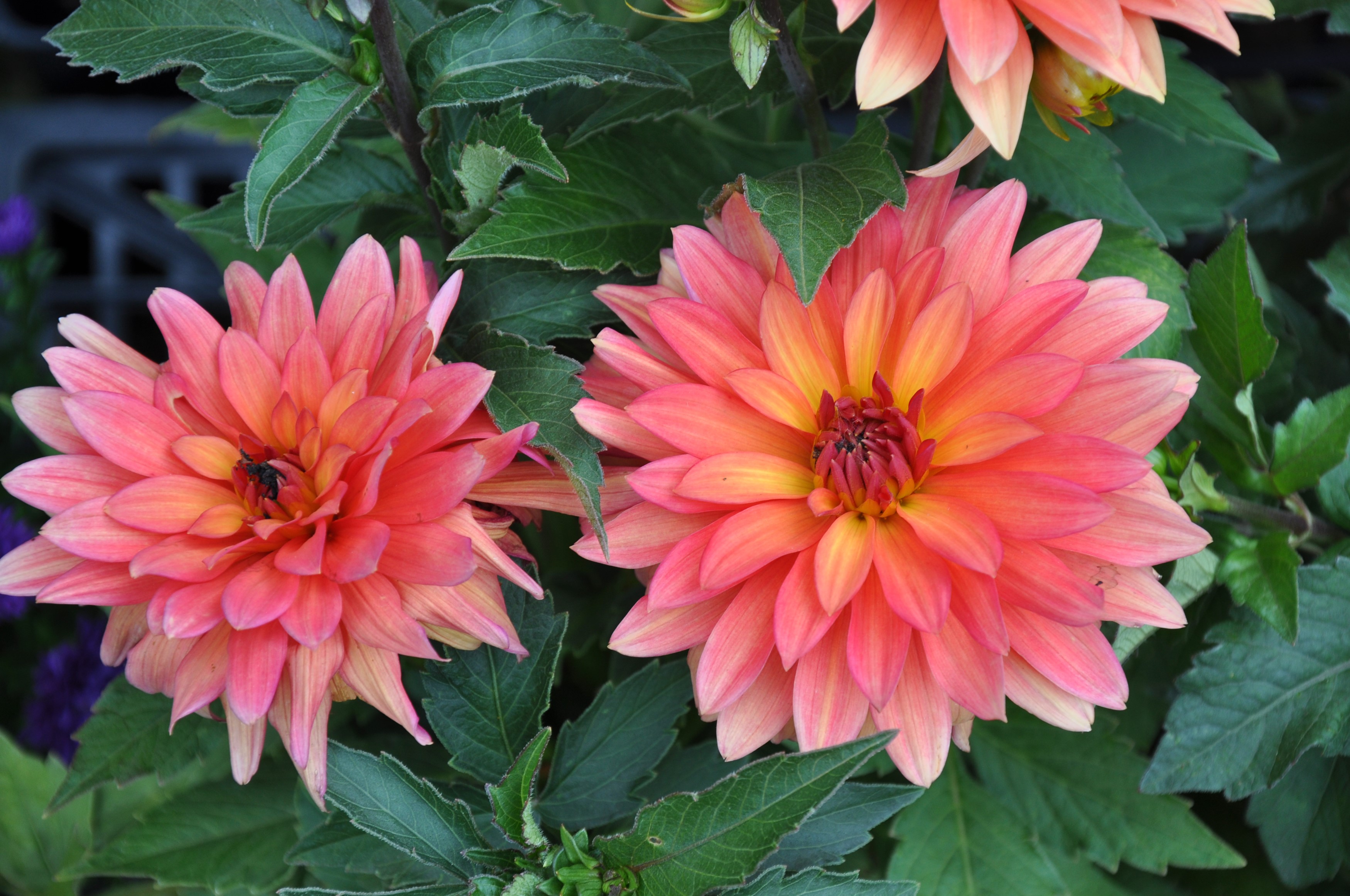 Two pink and orange dahlias with green leaves HD Wallpaper