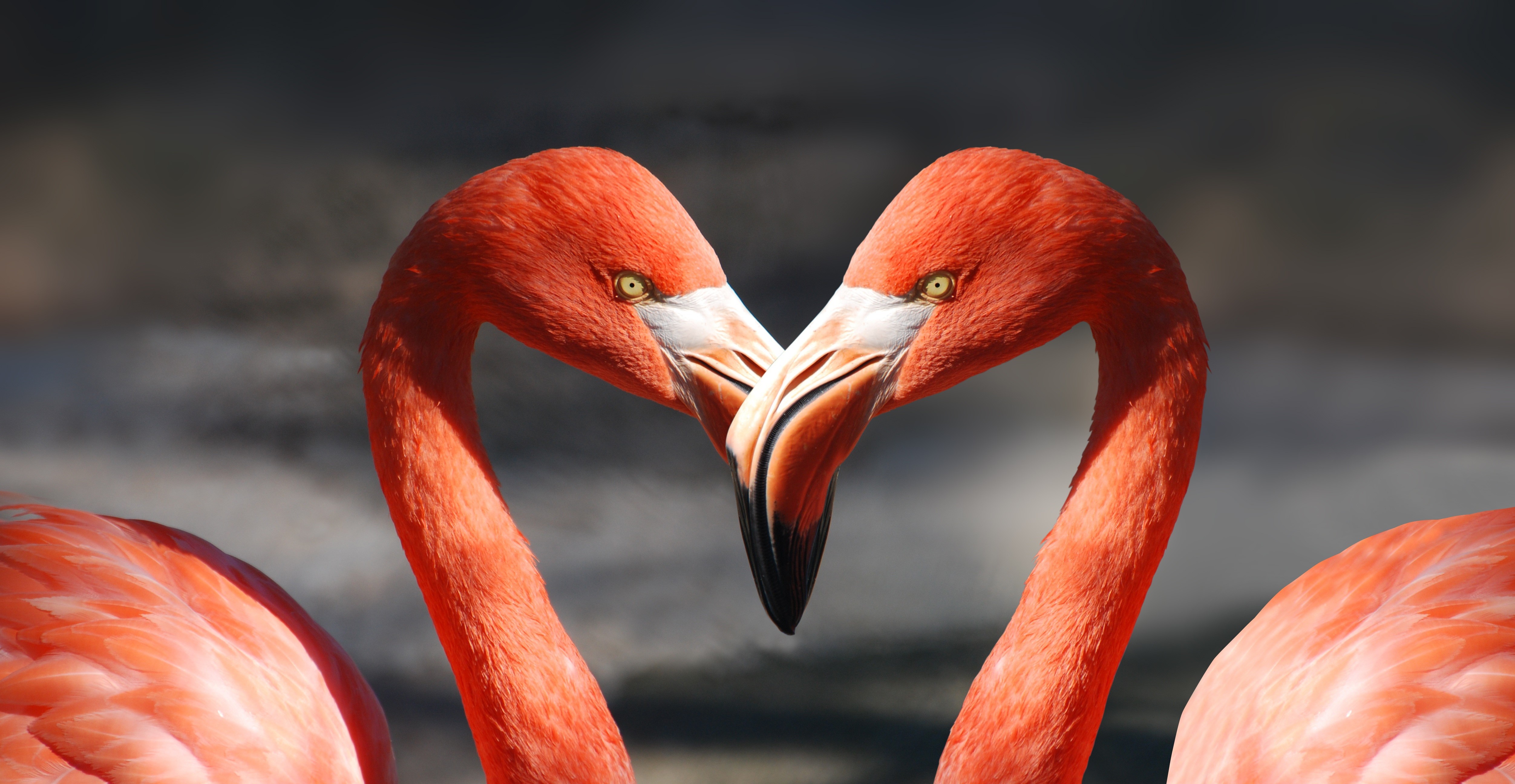 Two Flamingos Forming a Heart Shape HD Wallpaper